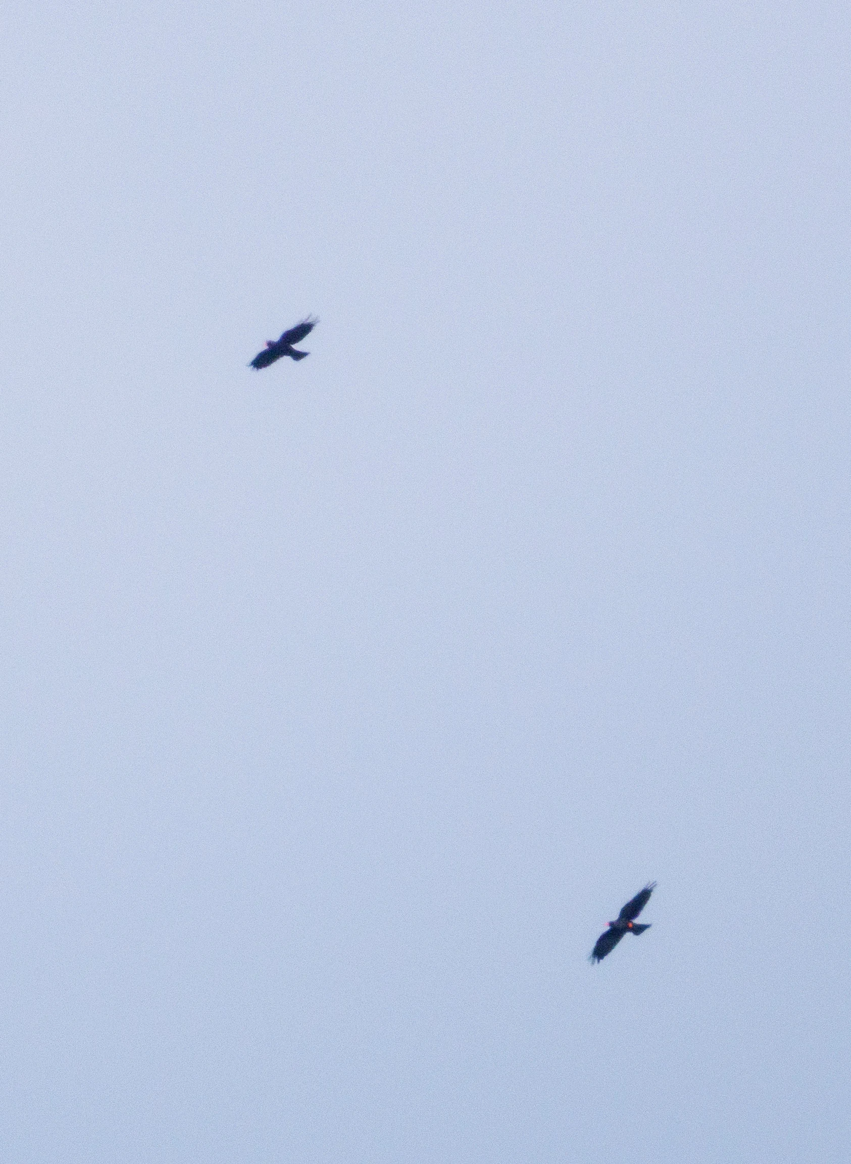 Red-billed Chough, Cornwall, UK — photo by Orlando Prugel-Bennett