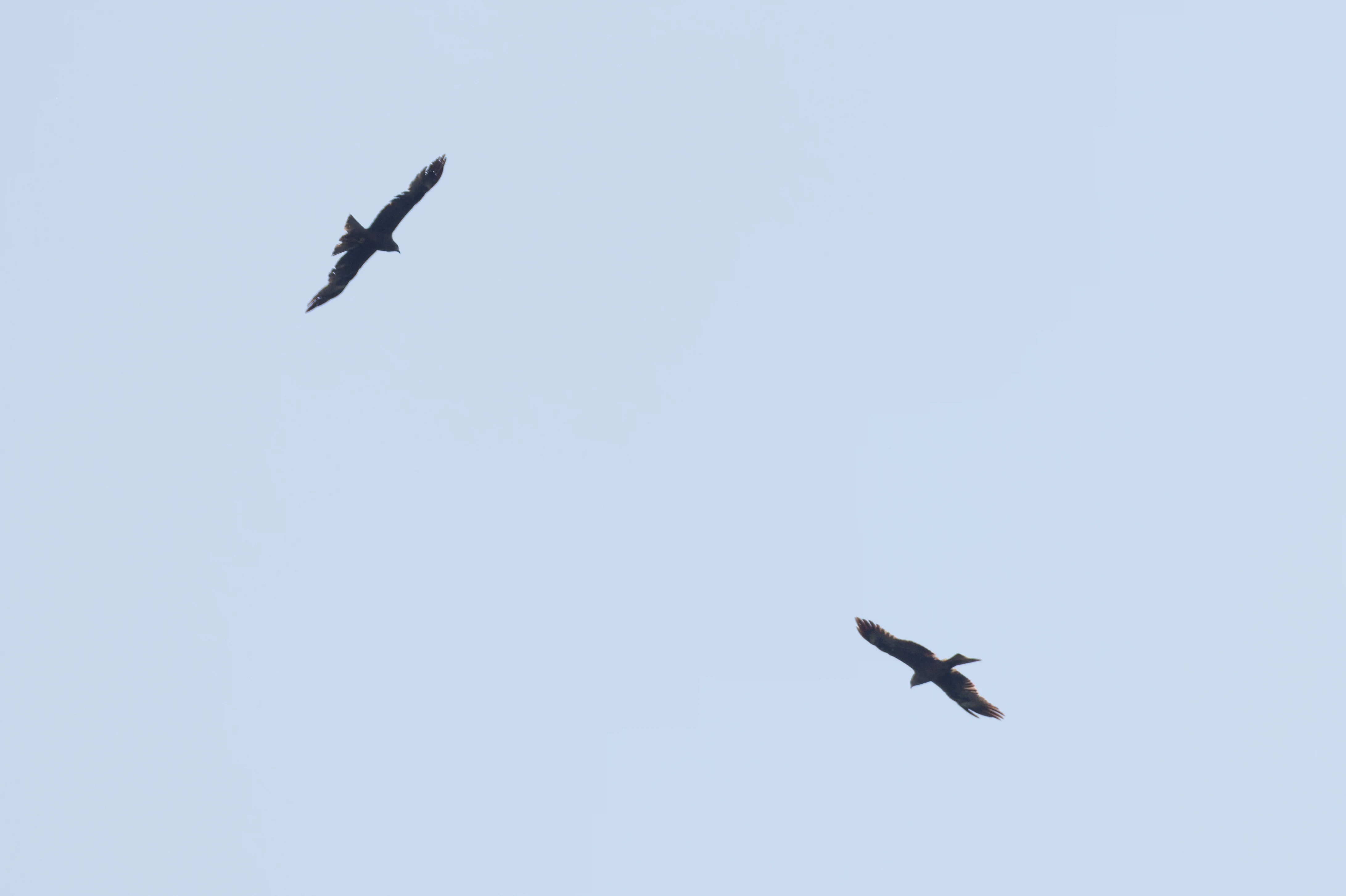 Black Kites, Danube Delta, Romania — photo by Orlando Prugel-Bennett