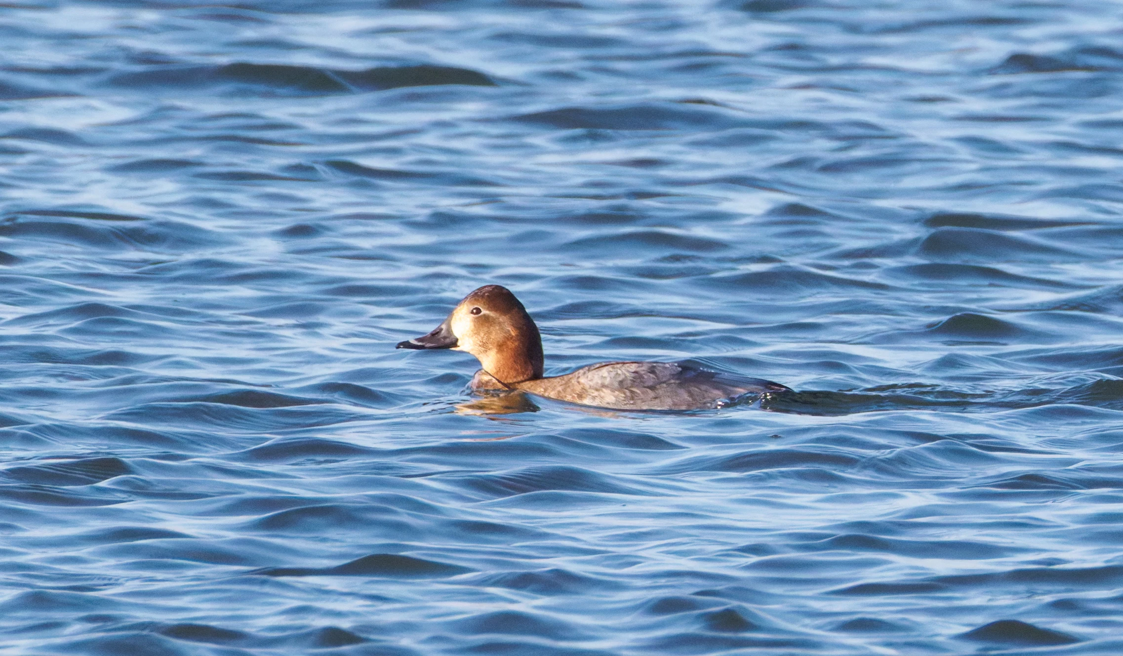 Female Common Pochard, Flevoland, Netherlands — photo by Orlando Prugel-Bennett