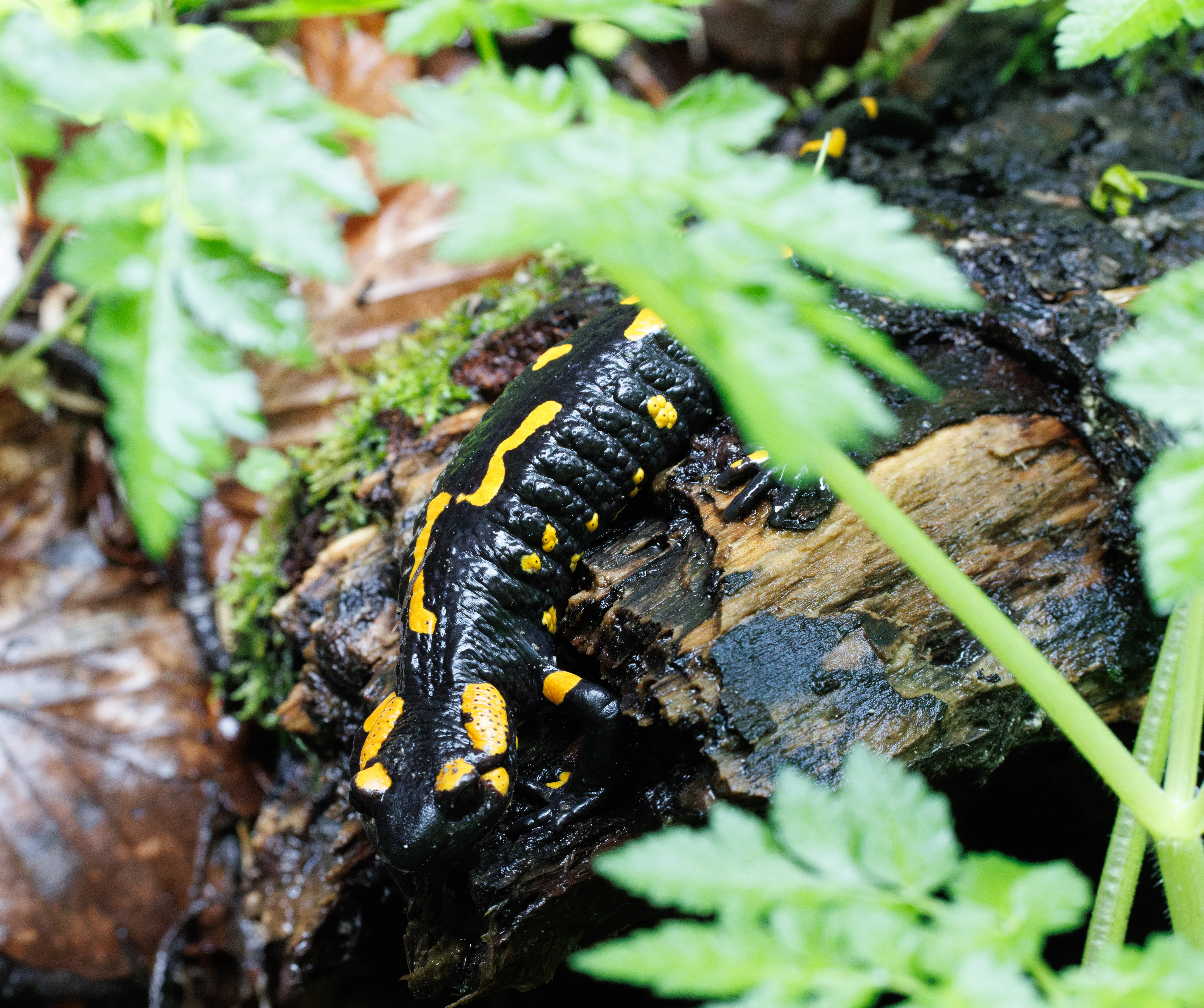 Fire Salamander, Transylvania, Romania — photo by Orlando Prugel-Bennett