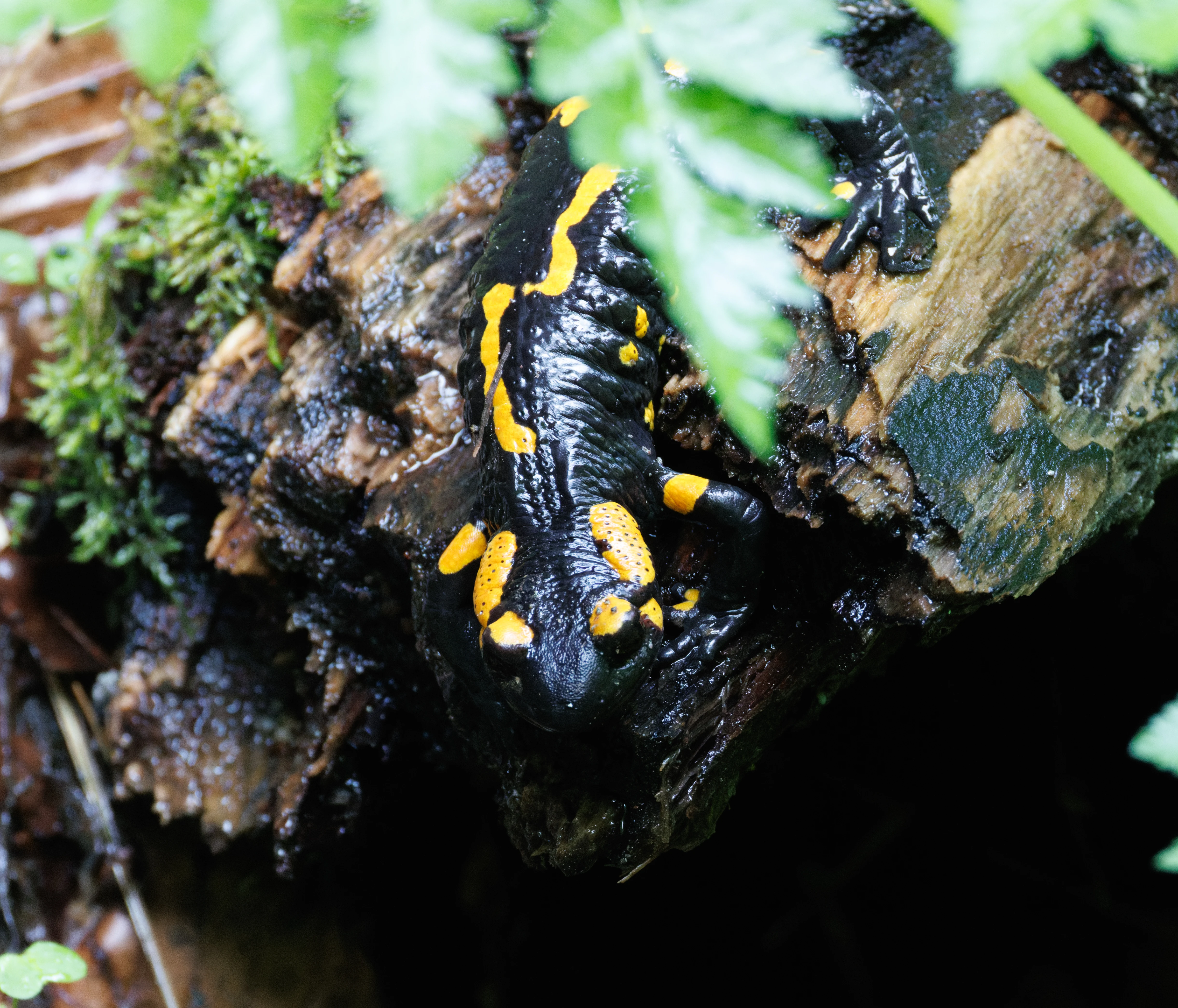 Fire Salamander, Transylvania, Romania — photo by Orlando Prugel-Bennett
