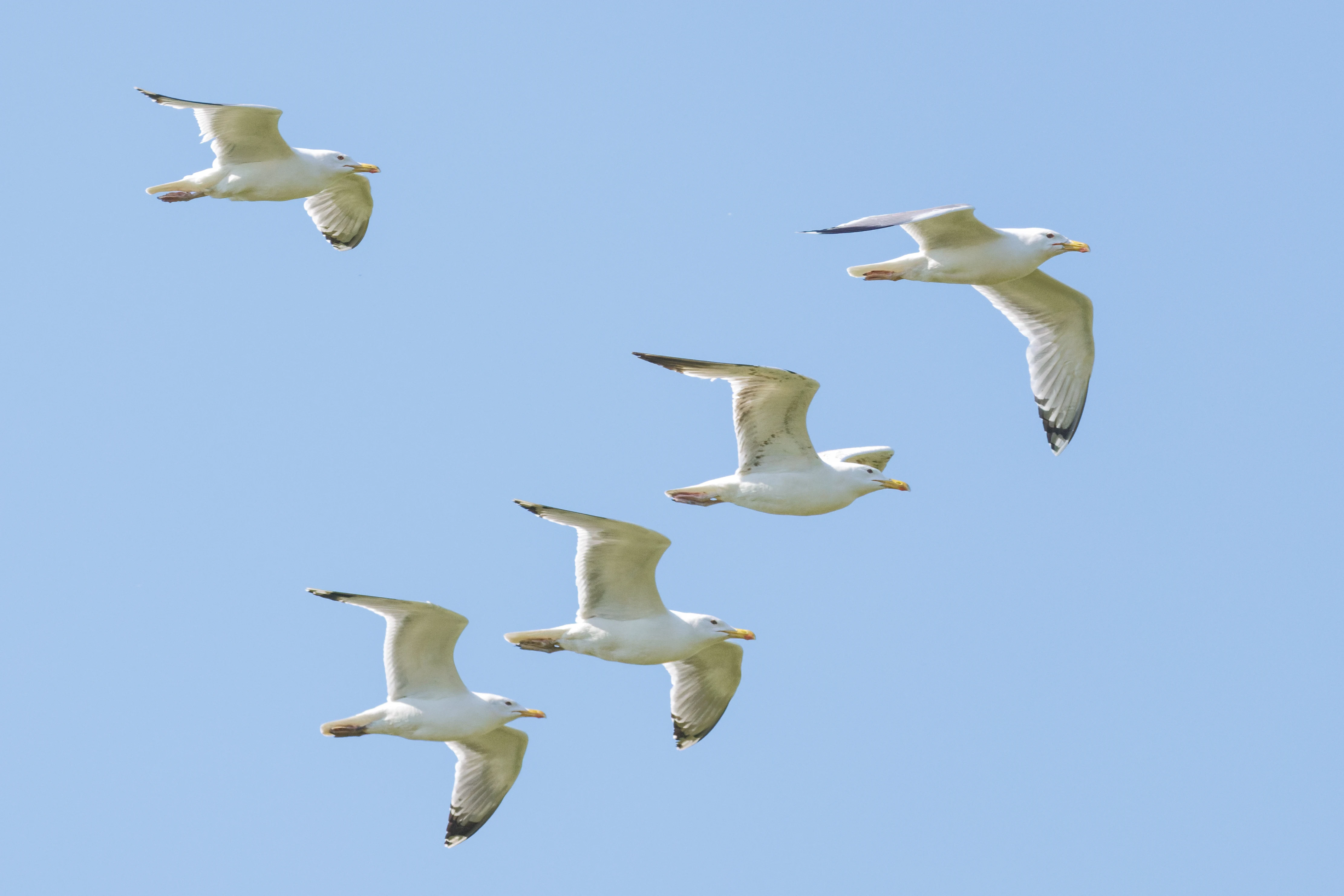 Caspian Gulls, Romanian Steppe, Romania — photo by Orlando Prugel-Bennett