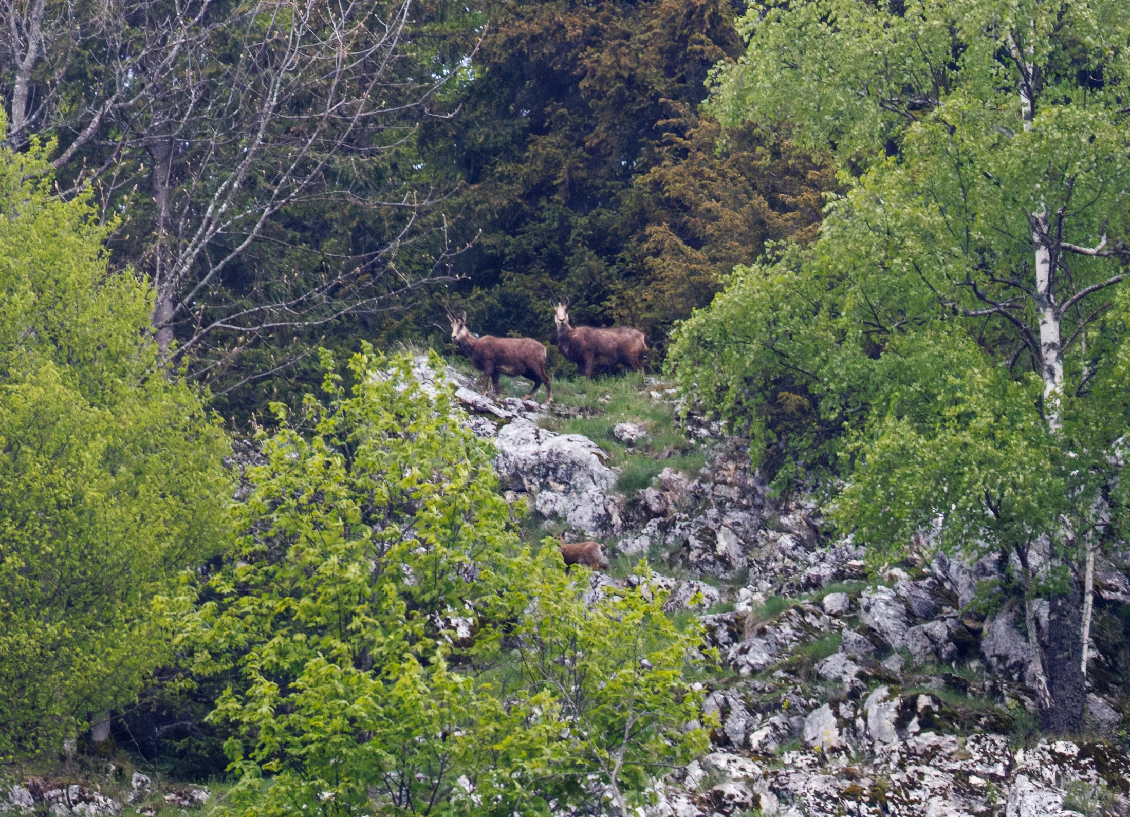 Chamois, Transylvania, Romania — photo by Orlando Prugel-Bennett