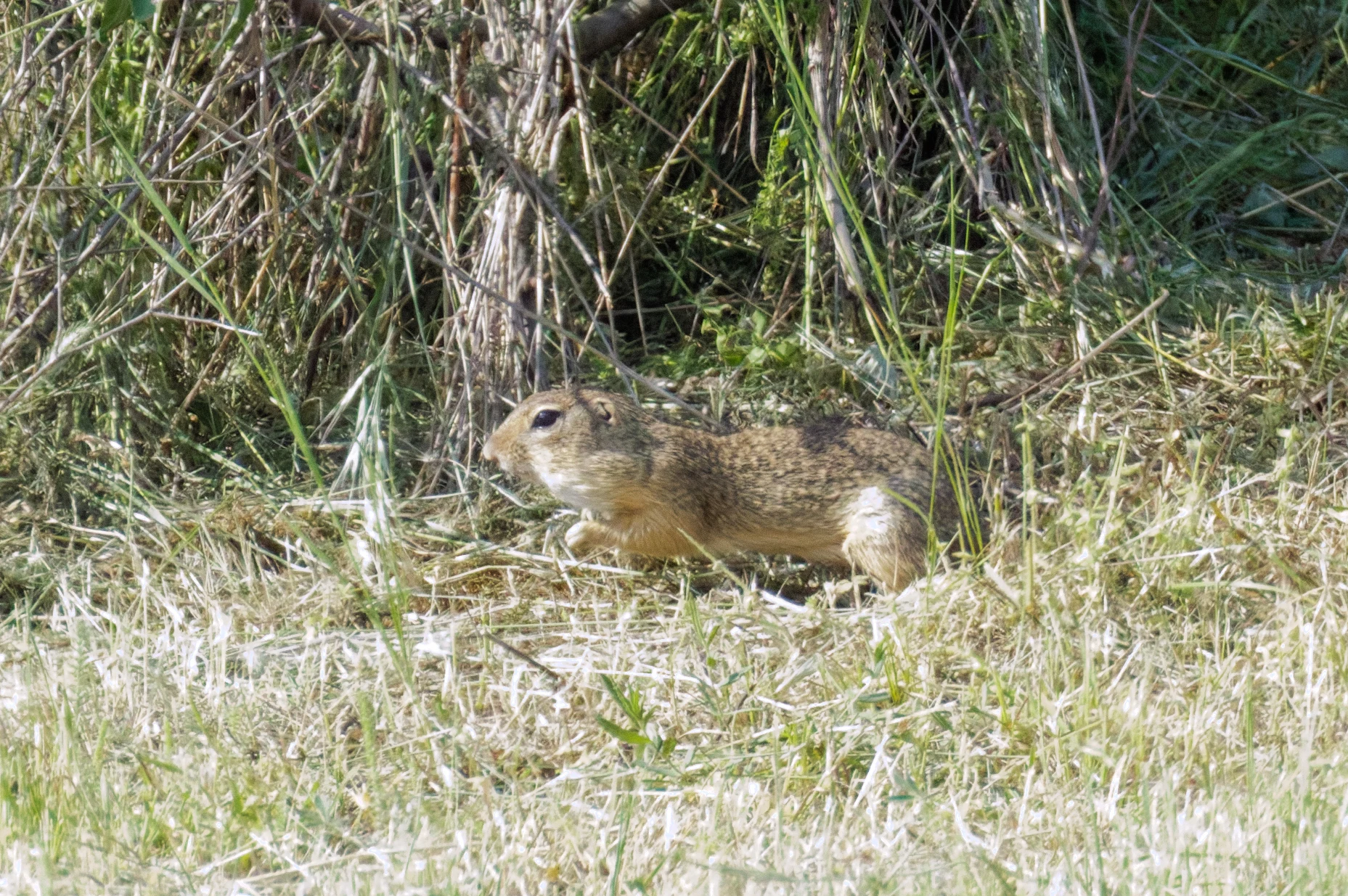 European Ground Squirrel, Romanian Steppe, Romania — photo by Orlando Prugel-Bennett