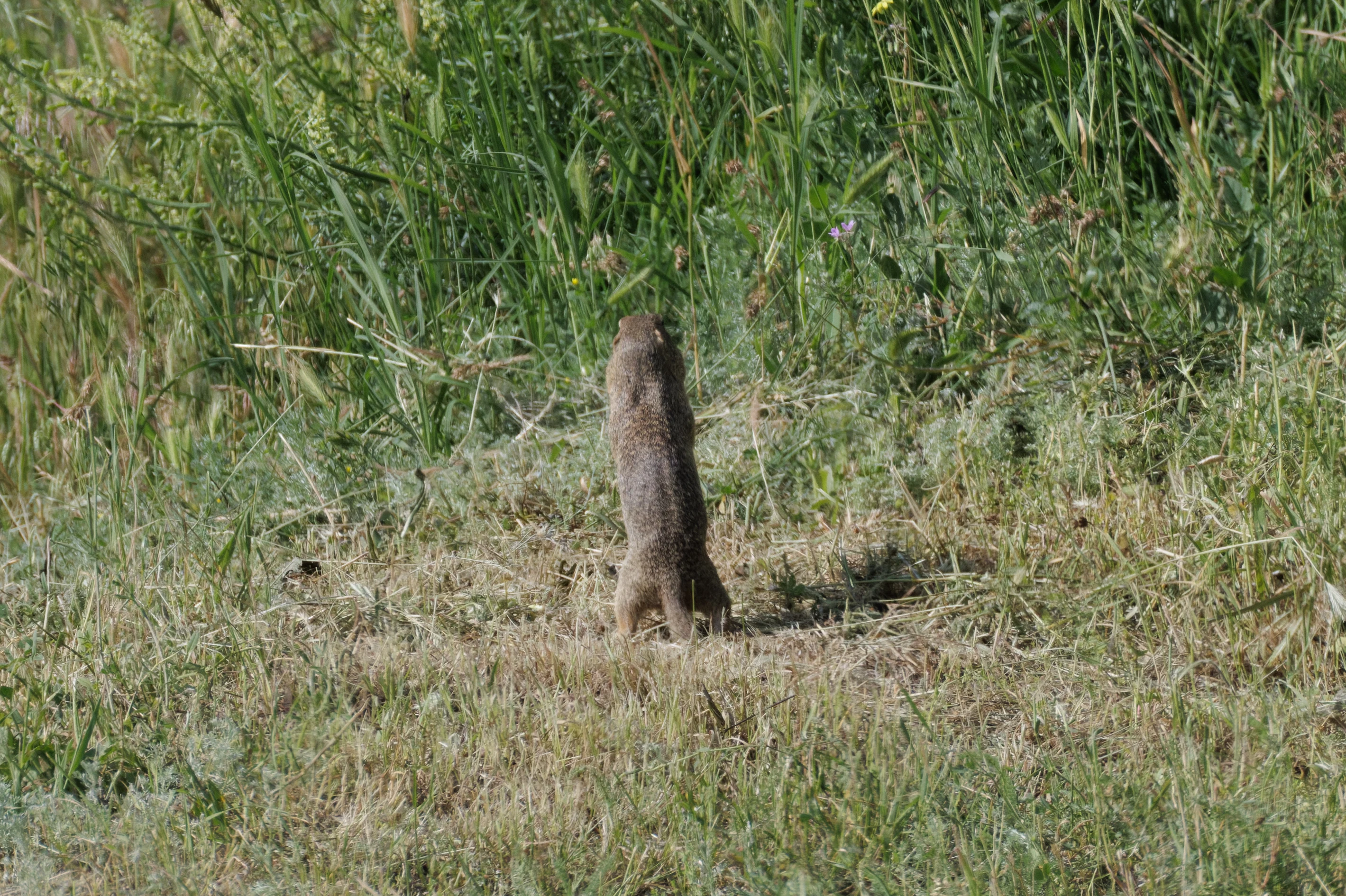 European Ground Squirrel, Romanian Steppe, Romania — photo by Orlando Prugel-Bennett