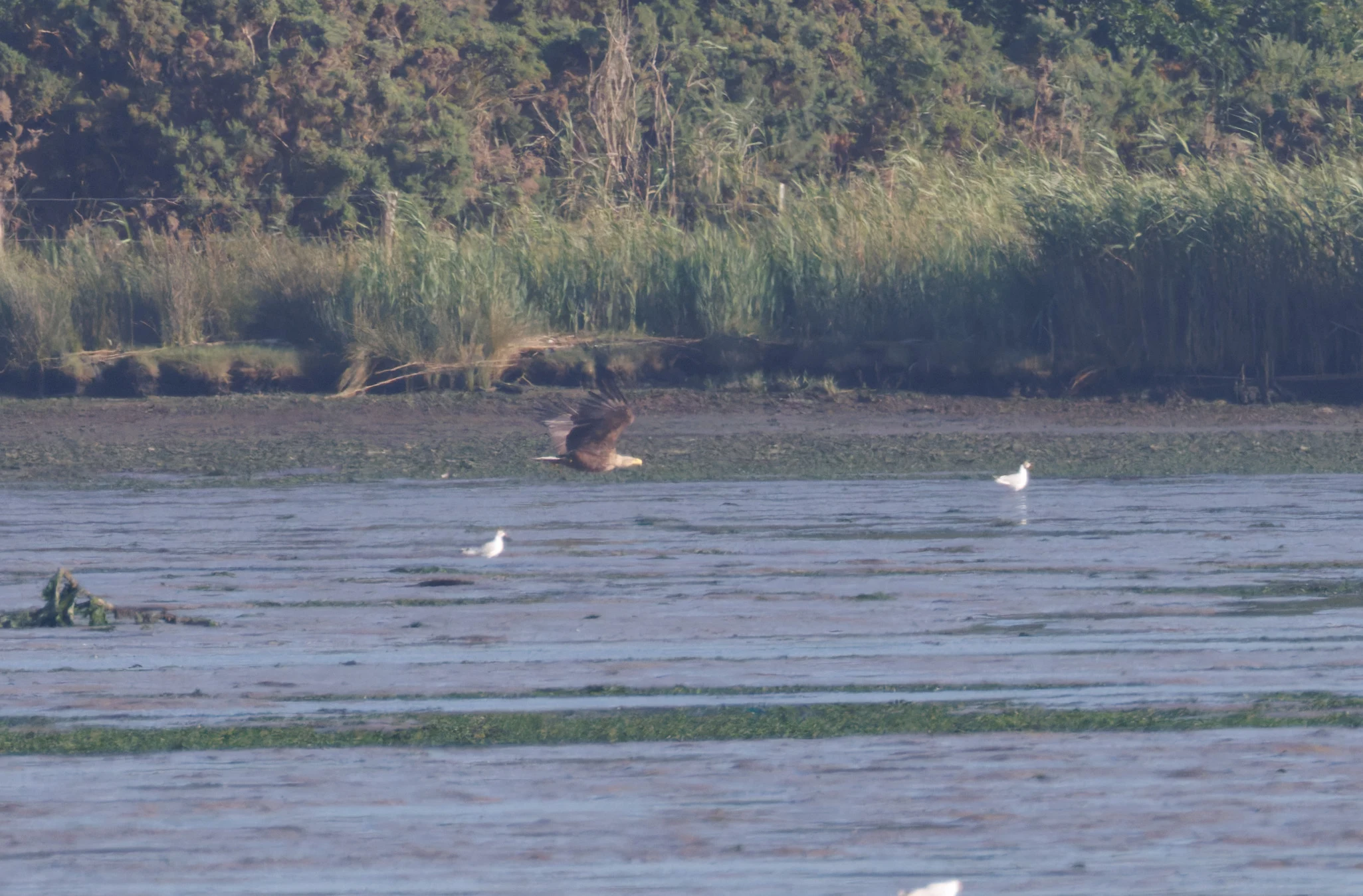 White-tailed Eagle in flight, Poole Harbour, Poole, Dorset, UK — photo by Orlando Prugel-Bennett