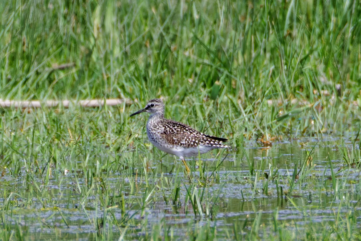 Wood Sandpiper, Romania — photo by Orlando Prugel-Bennett