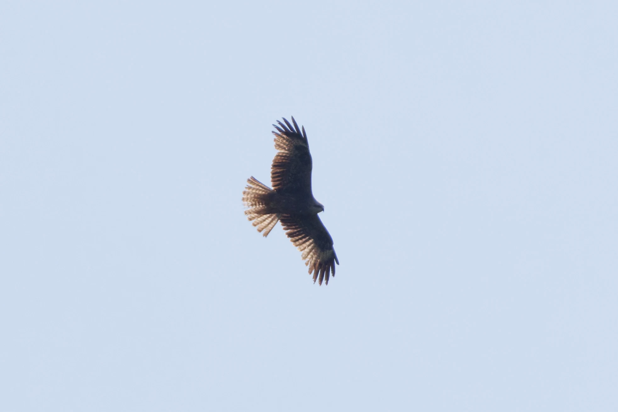 Buzzard, Danube Delta, Romania — photo by Orlando Prugel-Bennett