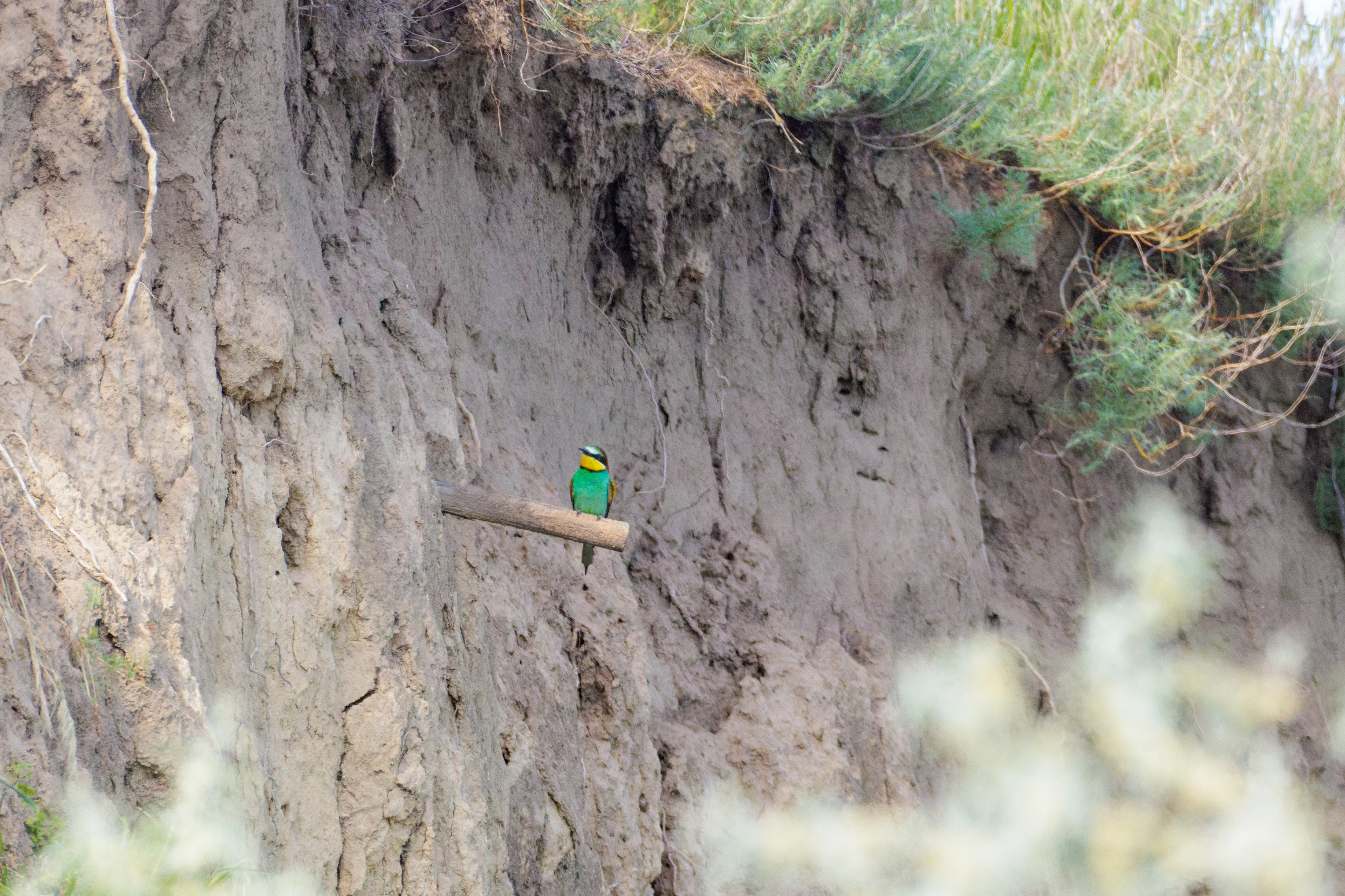 European Bee-eater, Romanian Steppe, Romania — photo by Orlando Prugel-Bennett