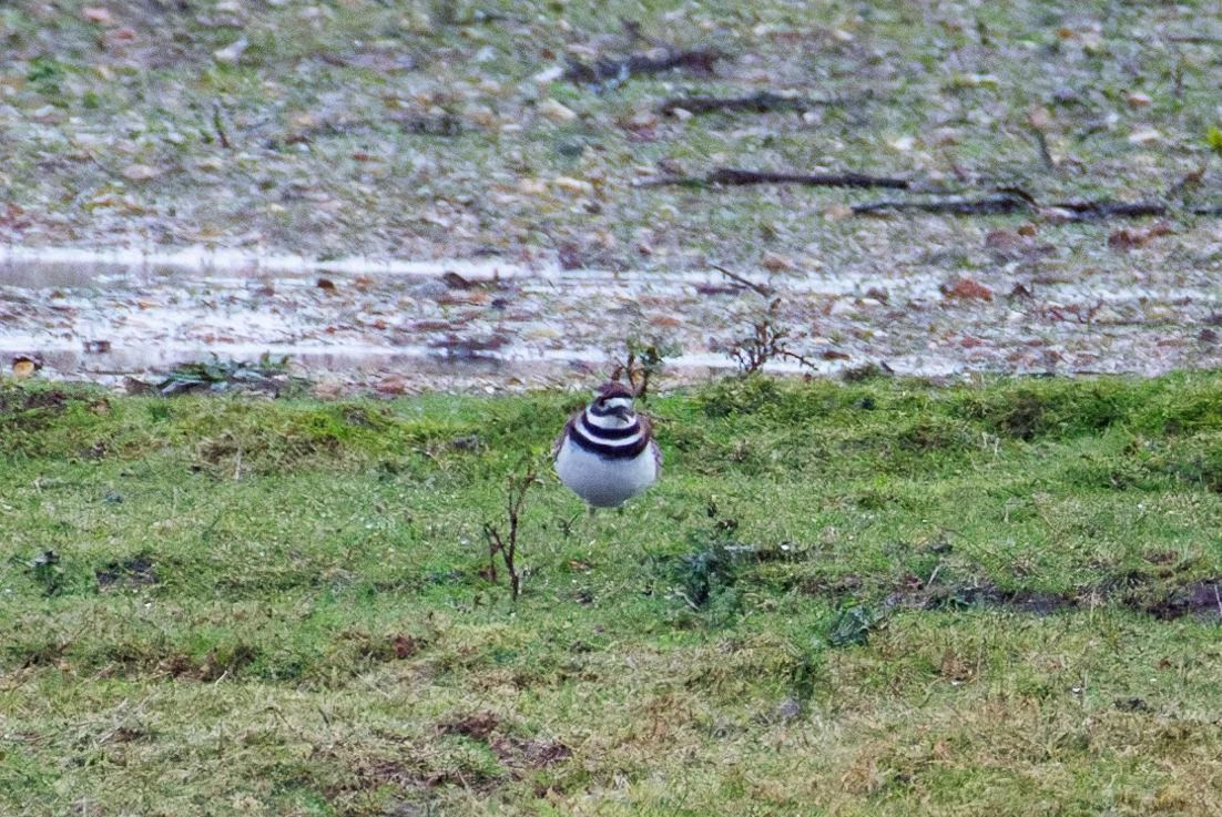 Killdeer, Ringwood, Hampshire, UK — photo by Orlando Prugel-Bennett