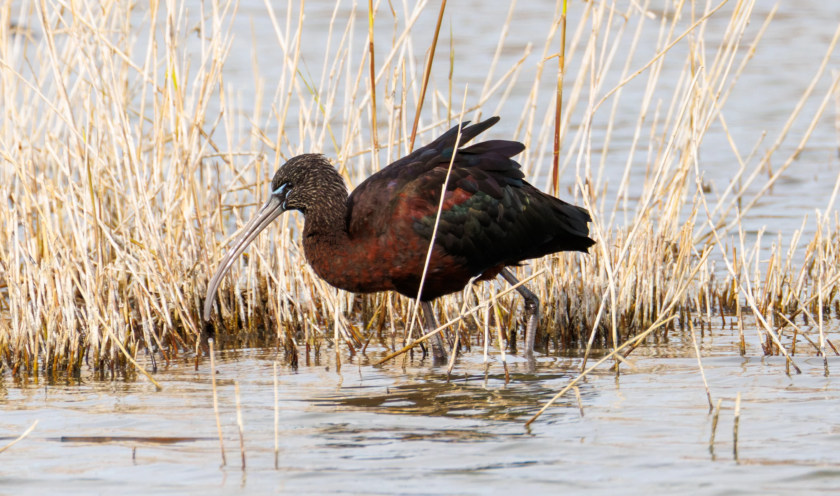 Glossy Ibis, El Hondo, Spain — photo by Orlando Prugel-Bennett