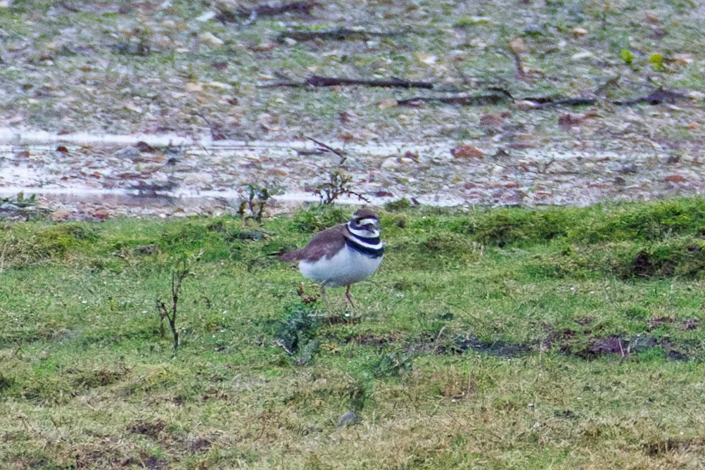 Killdeer, Ringwood, Hampshire, UK — photo by Orlando Prugel-Bennett