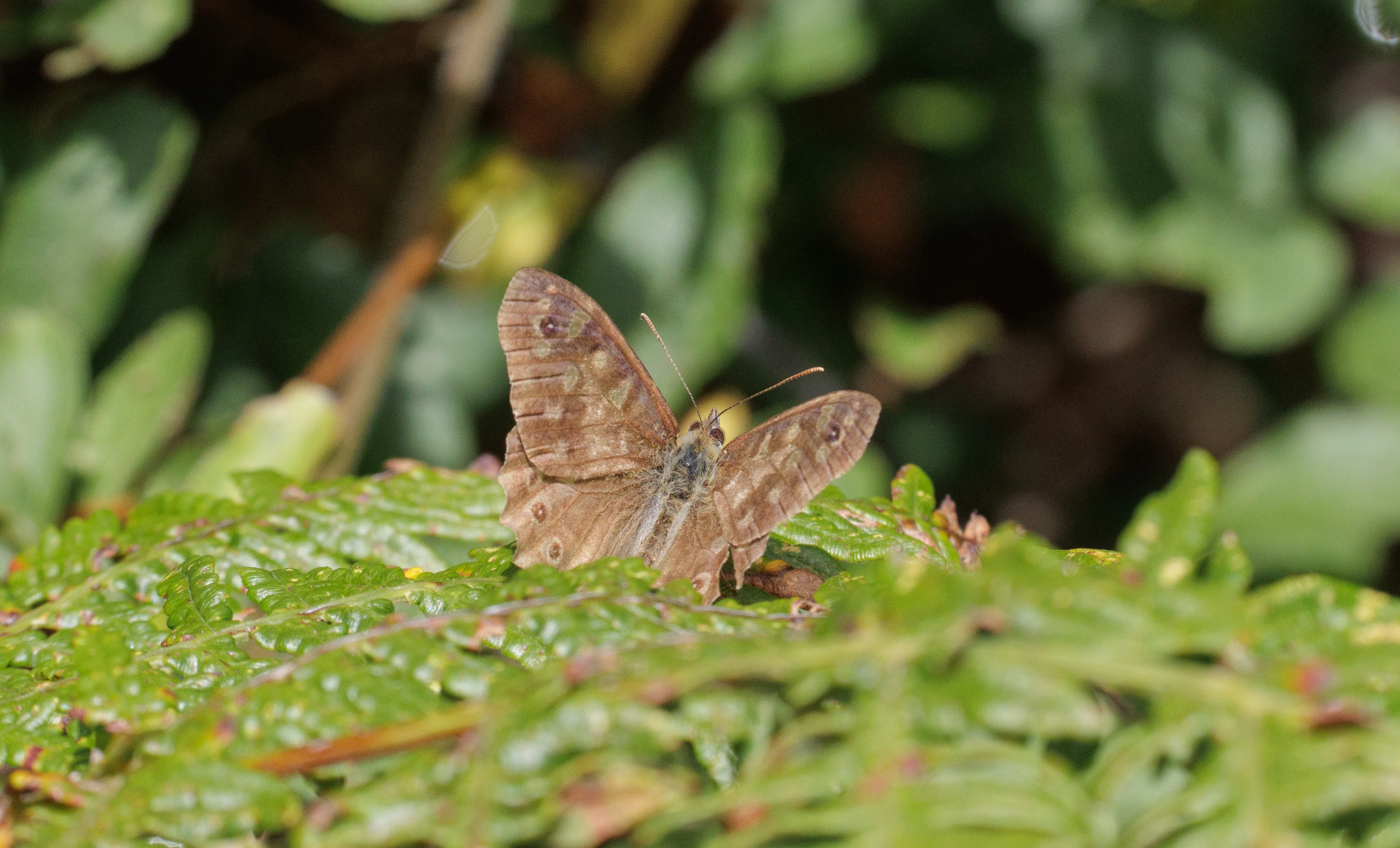 Speckled Wood Butterfly, Cornwall, UK — photo by Orlando Prugel-Bennett