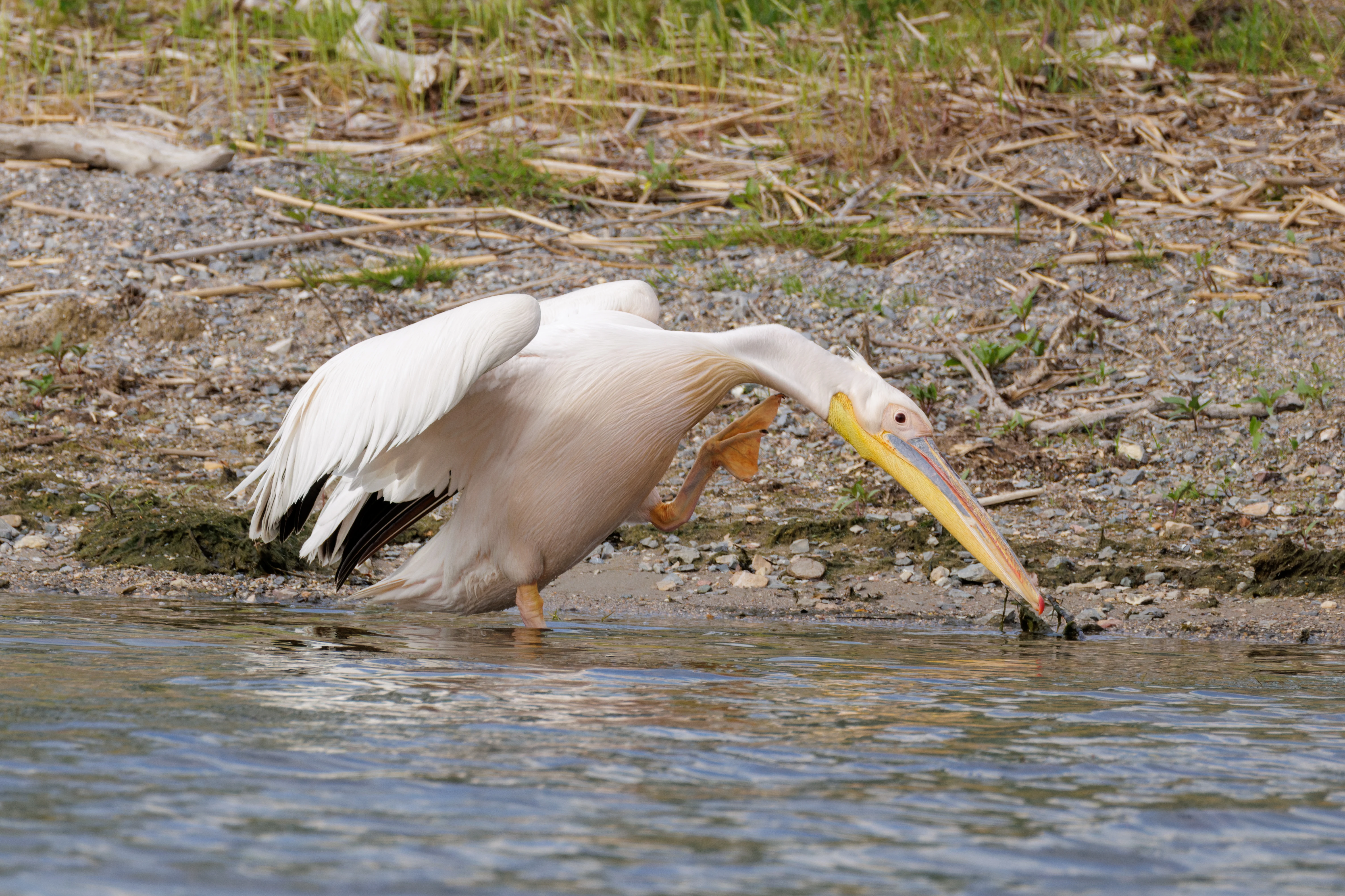 Great White Pelican, Danube Delta, Romania — photo by Orlando Prugel-Bennett