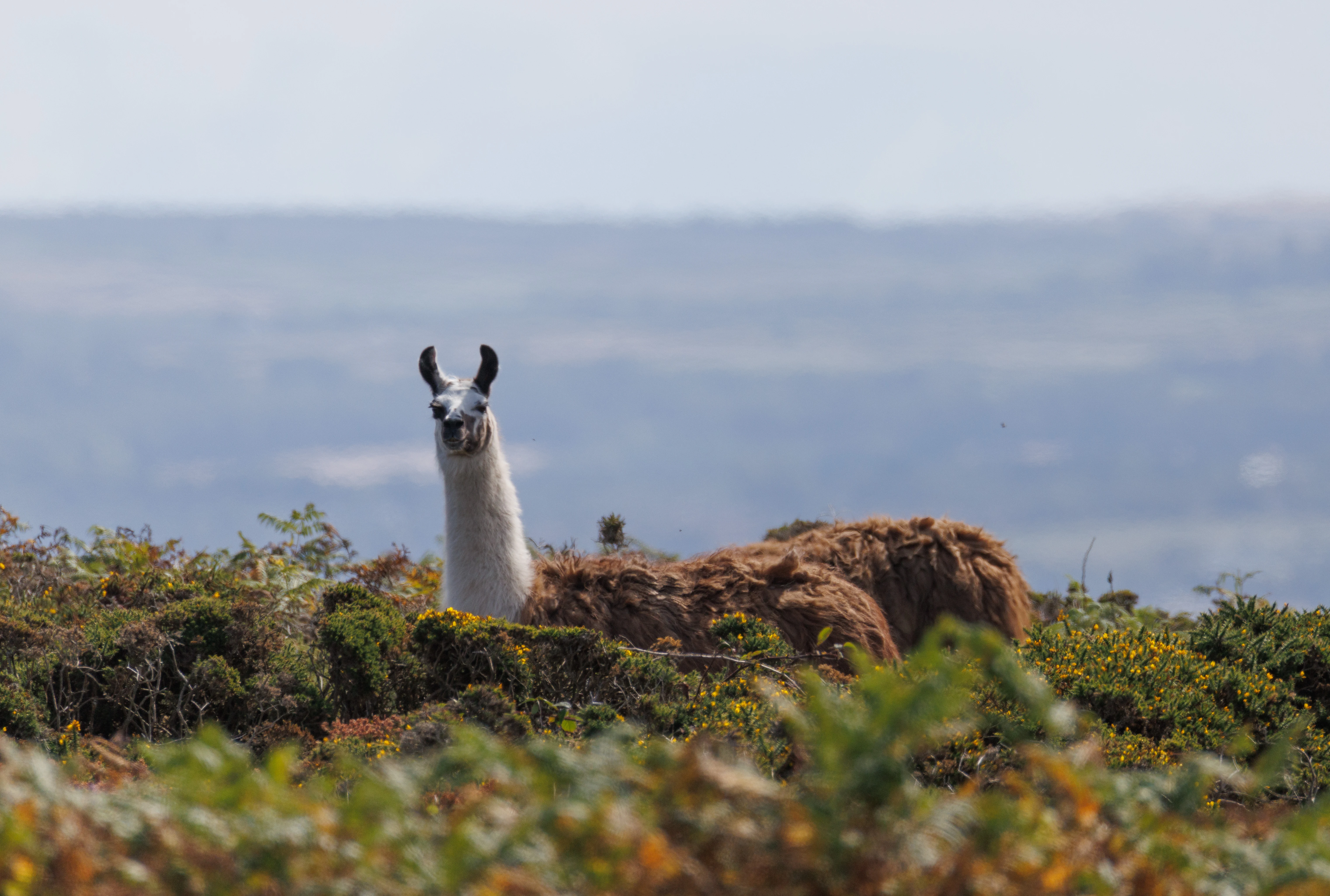 Alpaca, Cornwall, UK — photo by Orlando Prugel-Bennett