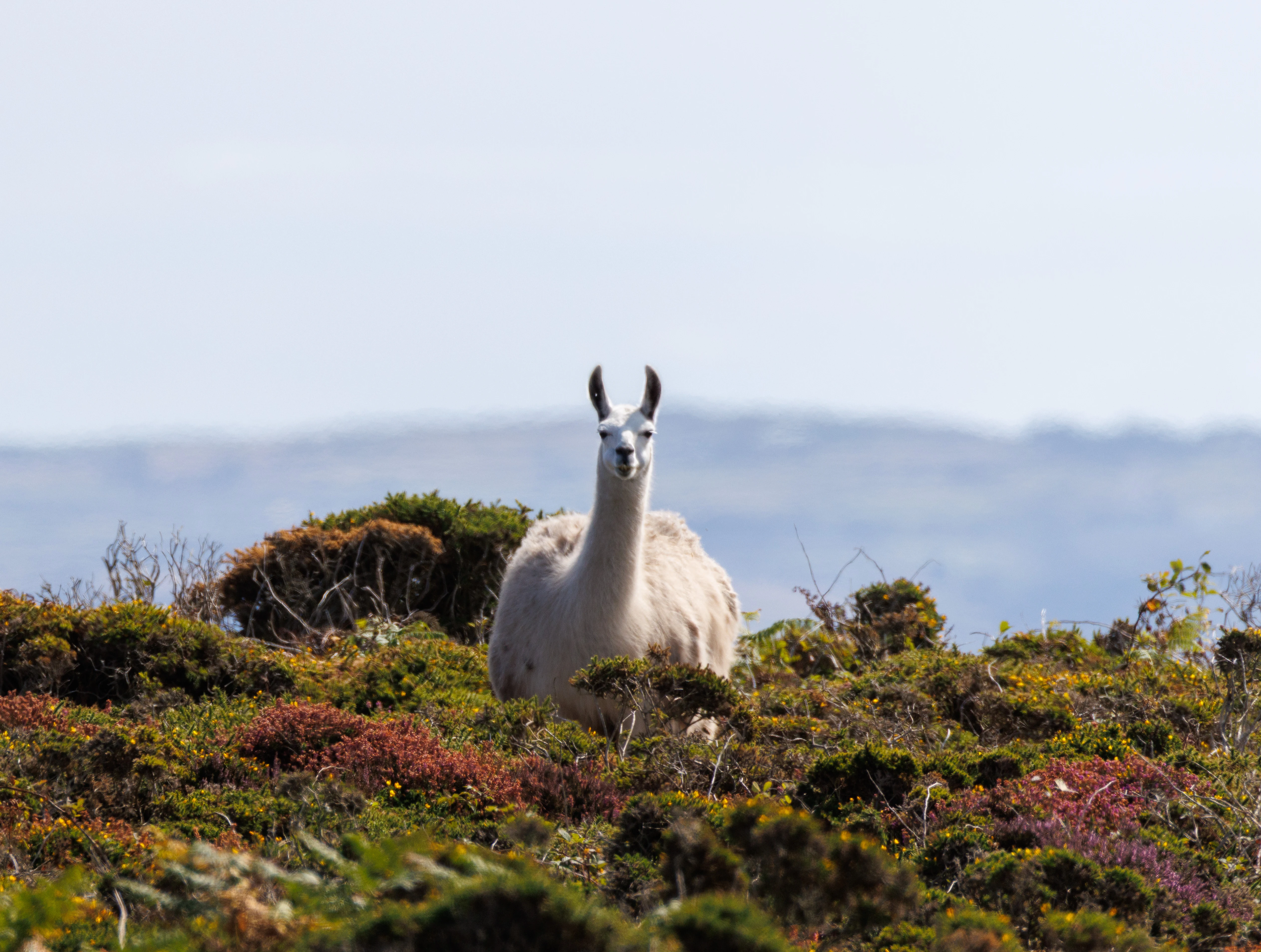 Alpaca, Cornwall, UK — photo by Orlando Prugel-Bennett