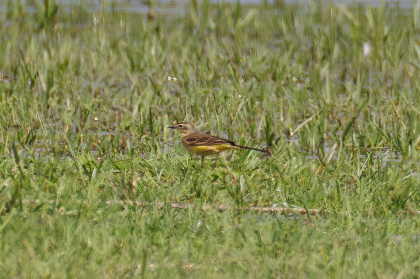 Western Yellow Wagtail, Romania — photo by Orlando Prugel-Bennett