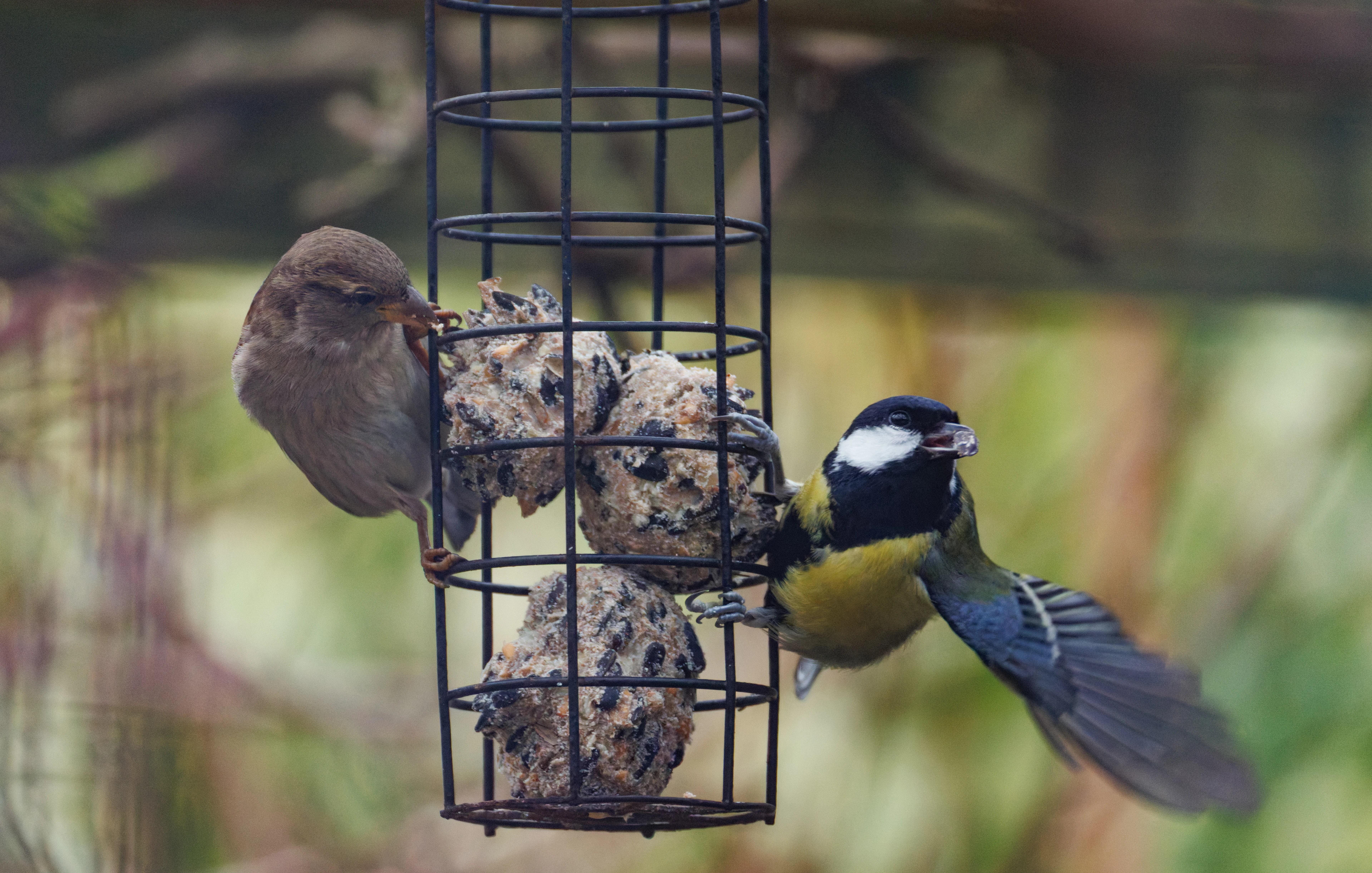 House Sparrow and Great Tit on bird feeder, Eling, Hampshire, UK — photo by Orlando Prugel-Bennett