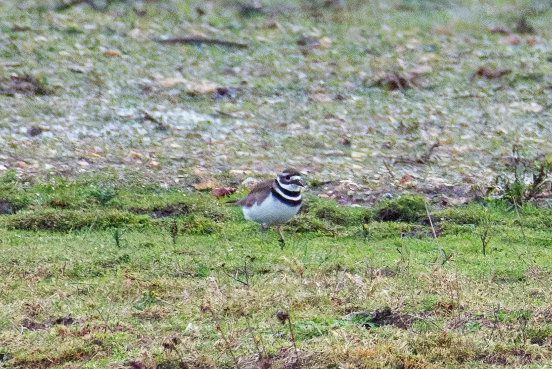 Killdeer, Ringwood, Hampshire, UK — photo by Orlando Prugel-Bennett