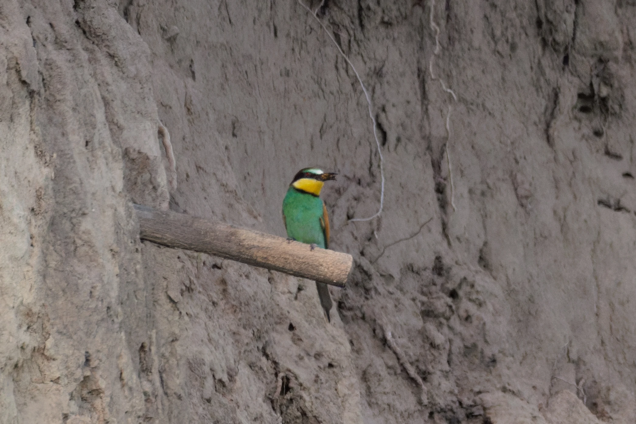 European Bee-eater, Romanian Steppe, Romania — photo by Orlando Prugel-Bennett
