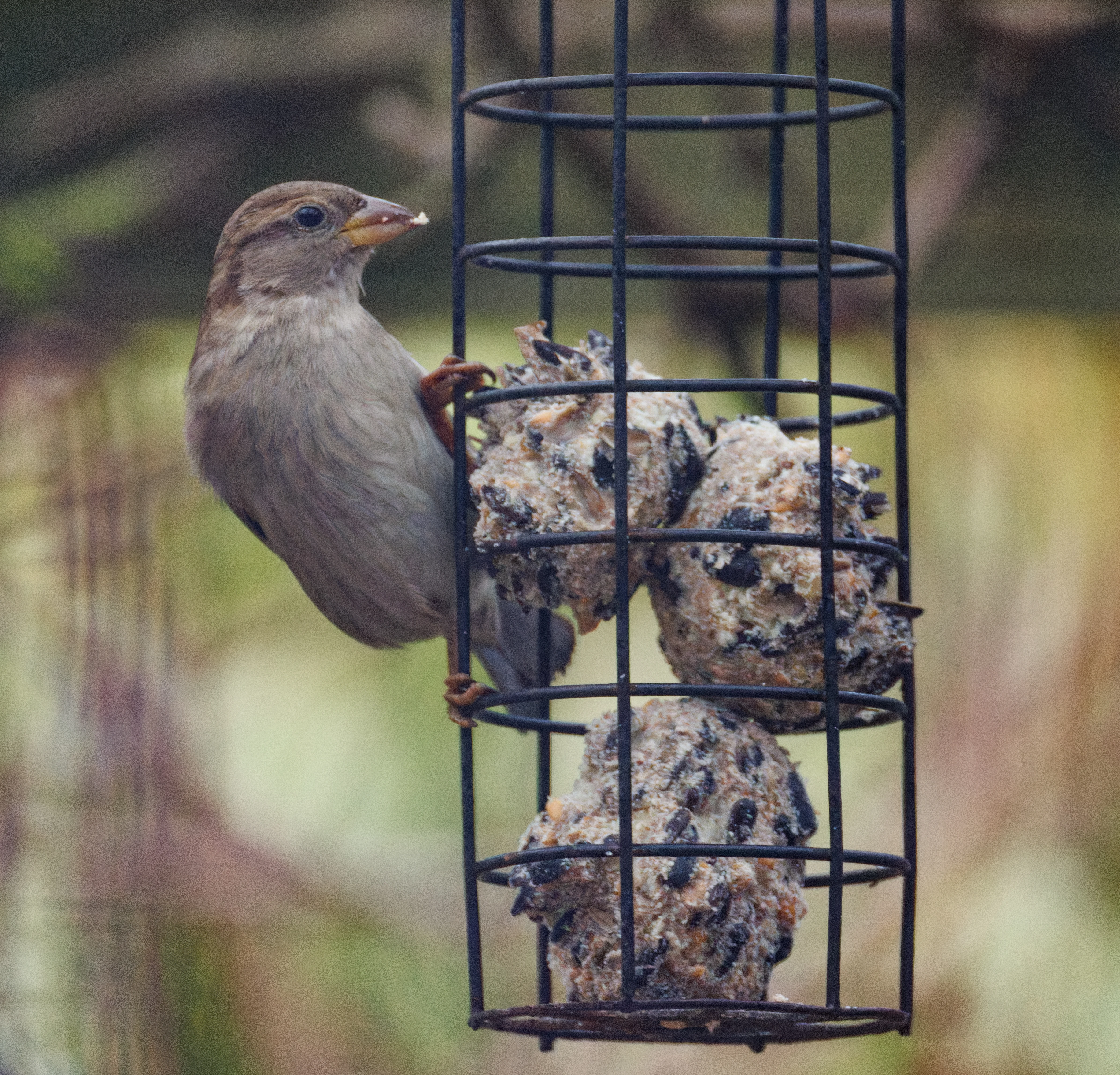 House Sparrow on fat ball feeder, Eling, Hampshire, UK — photo by Orlando Prugel-Bennett