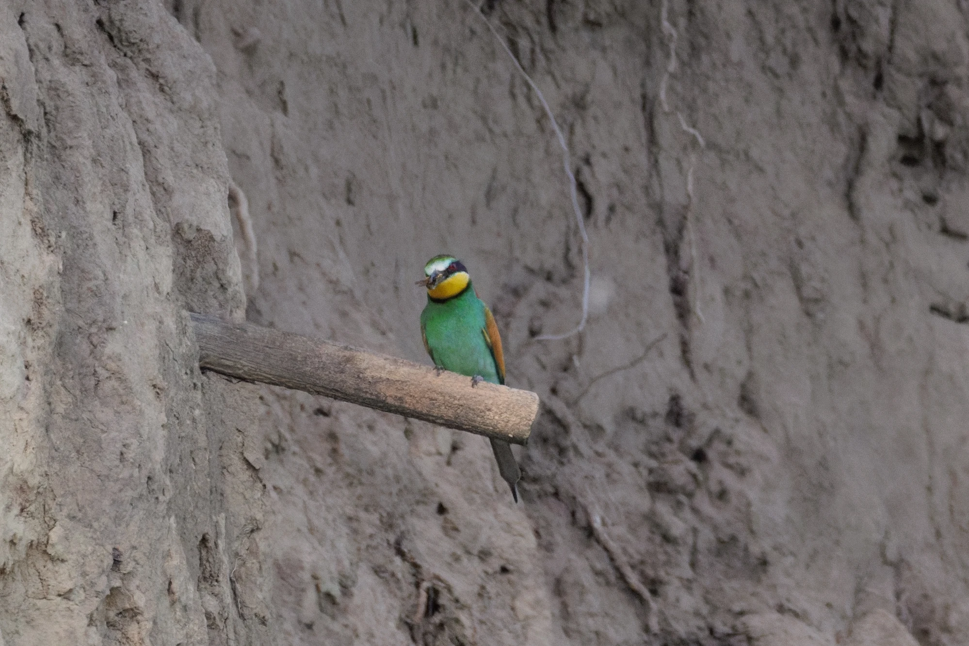 European Bee-eater, Romanian Steppe, Romania — photo by Orlando Prugel-Bennett