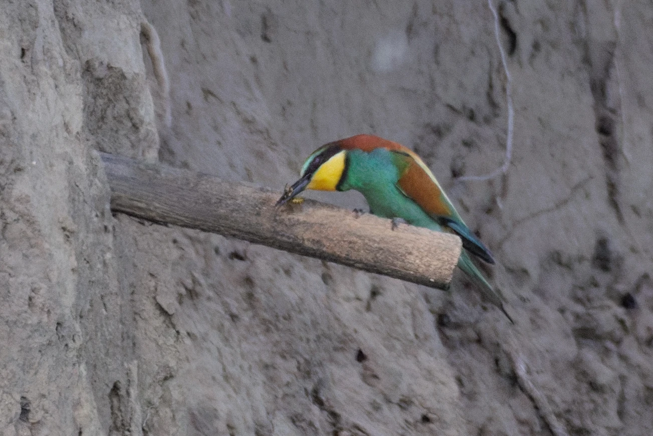 European Bee-eater, Romanian Steppe, Romania — photo by Orlando Prugel-Bennett