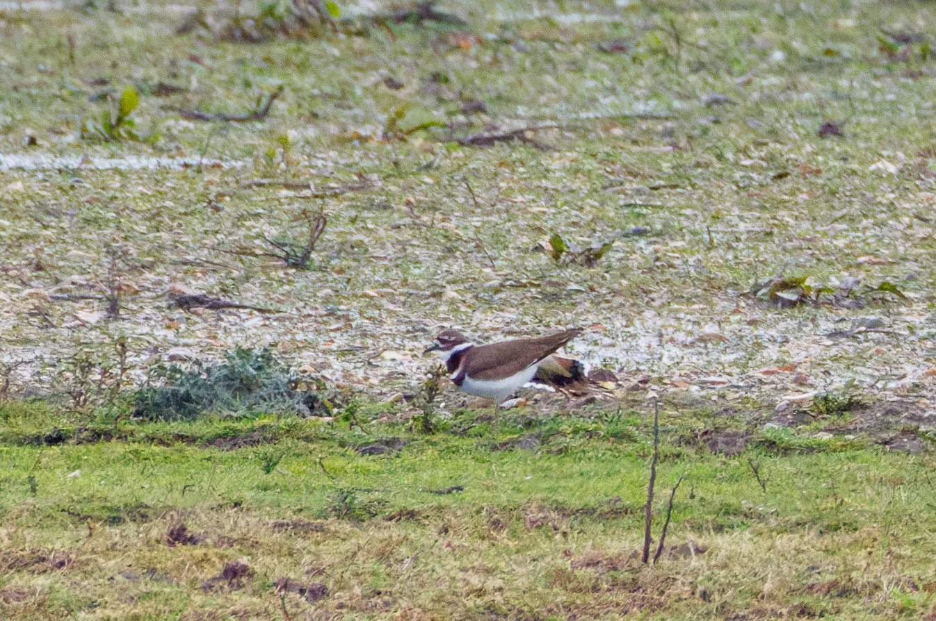 Killdeer, Ringwood, Hampshire, UK — photo by Orlando Prugel-Bennett