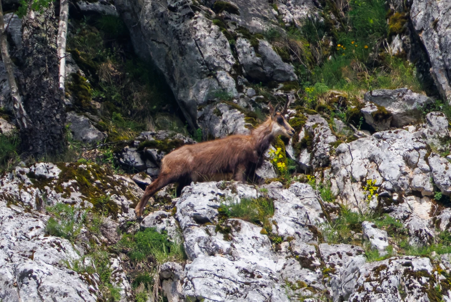 Chamois, Transylvania, Romania — photo by Orlando Prugel-Bennett