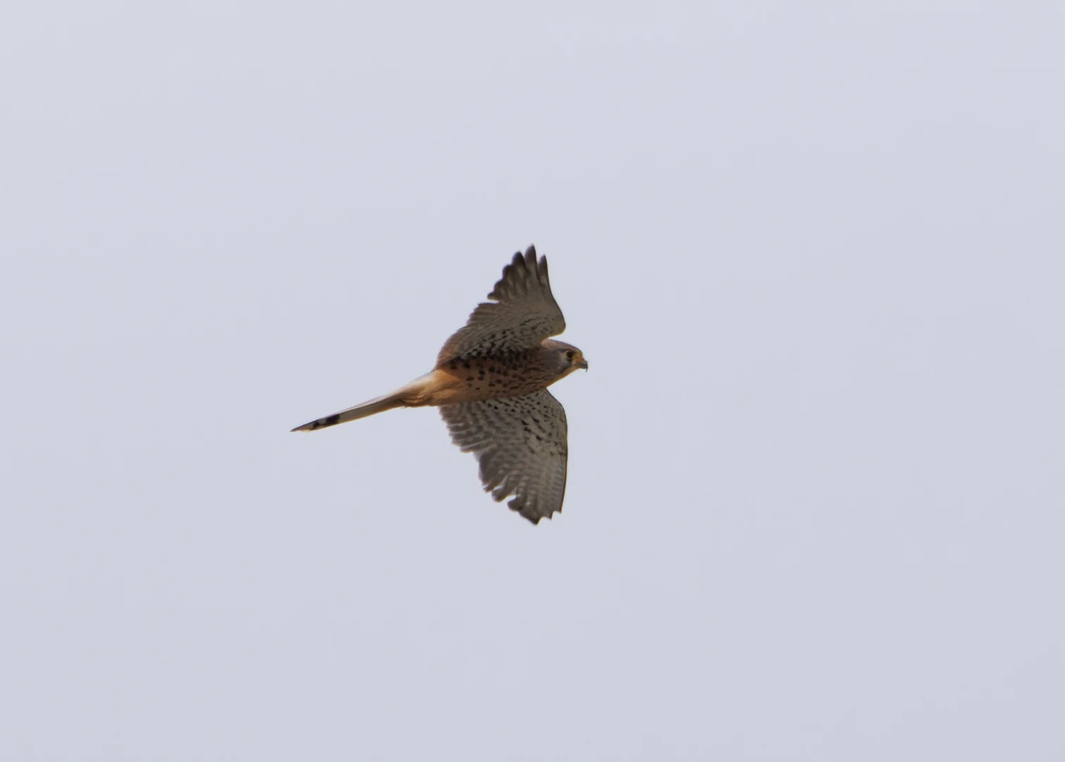 Kestrel, El Hondo, Spain — photo by Orlando Prugel-Bennett
