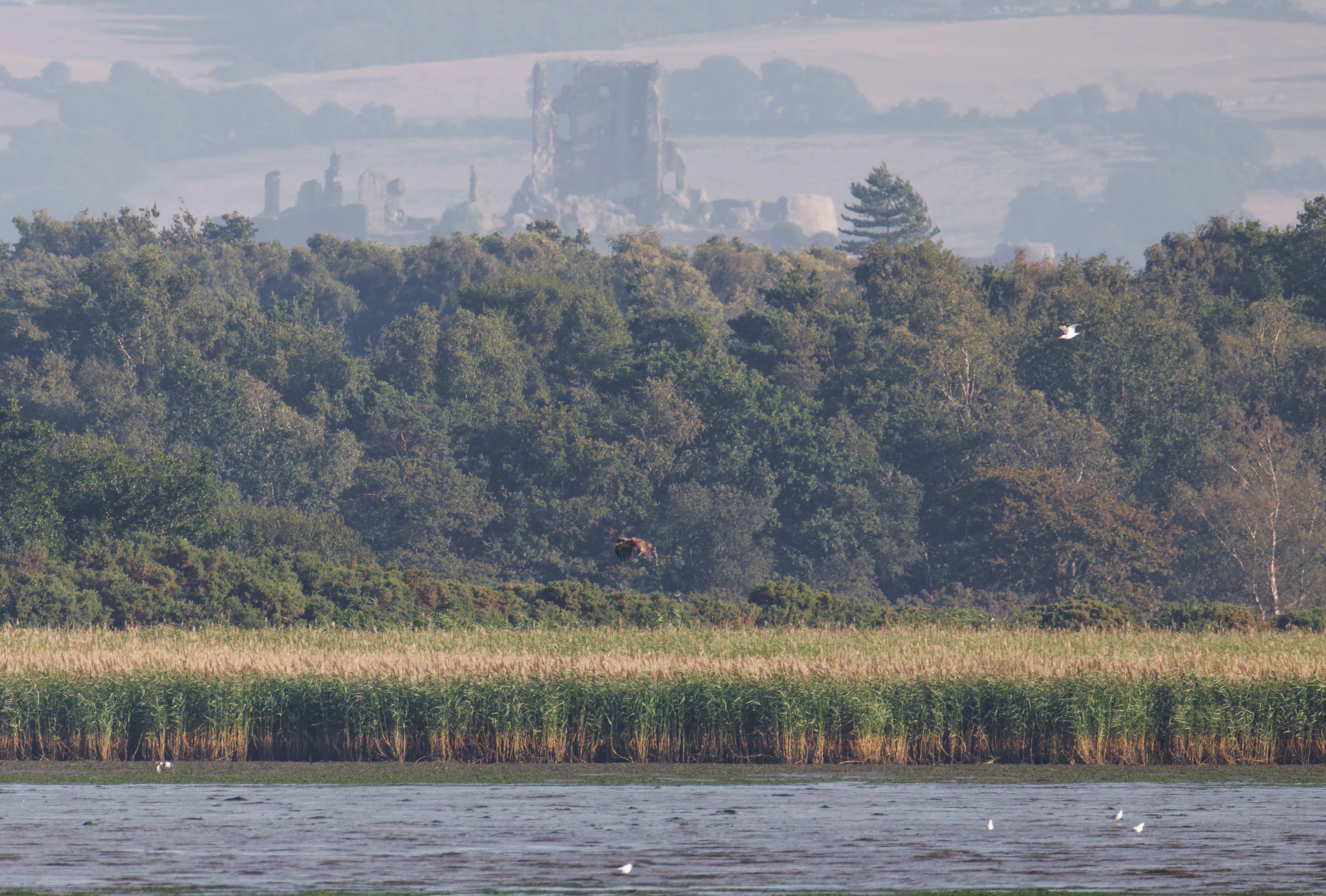 White-tailed Eagle & Corfe Castle, Poole Harbour, Poole, Dorset, UK — photo by Orlando Prugel-Bennett