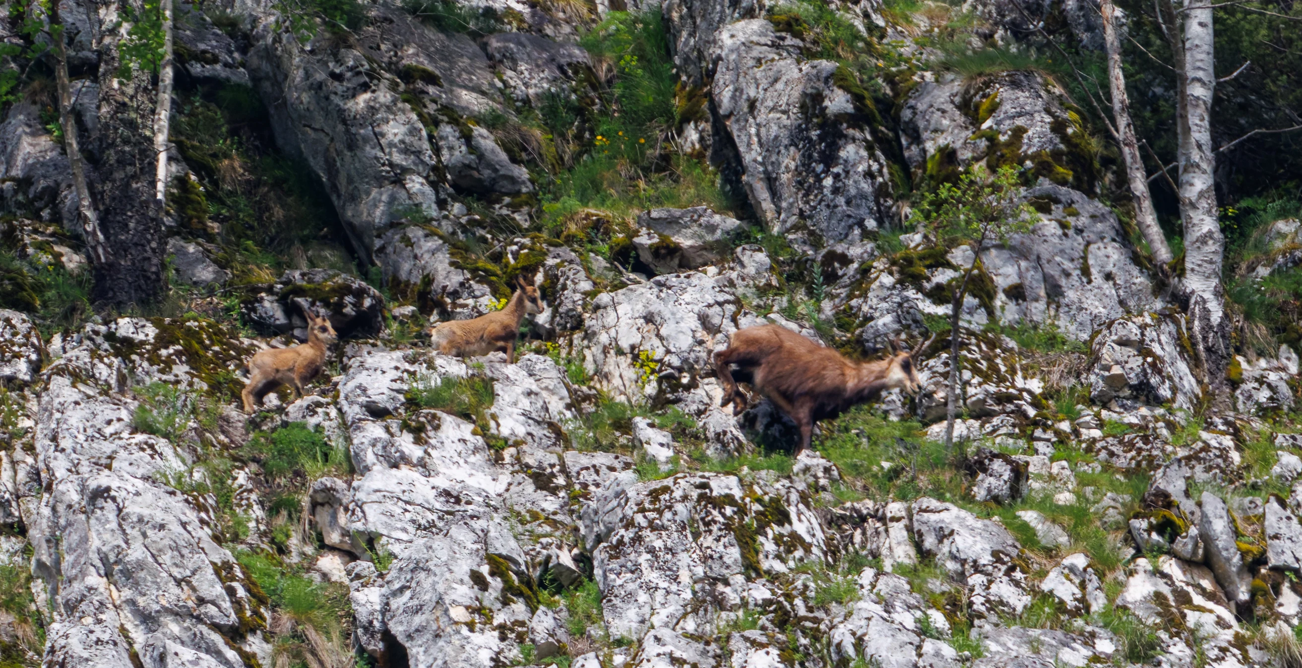 Chamois, Transylvania, Romania — photo by Orlando Prugel-Bennett