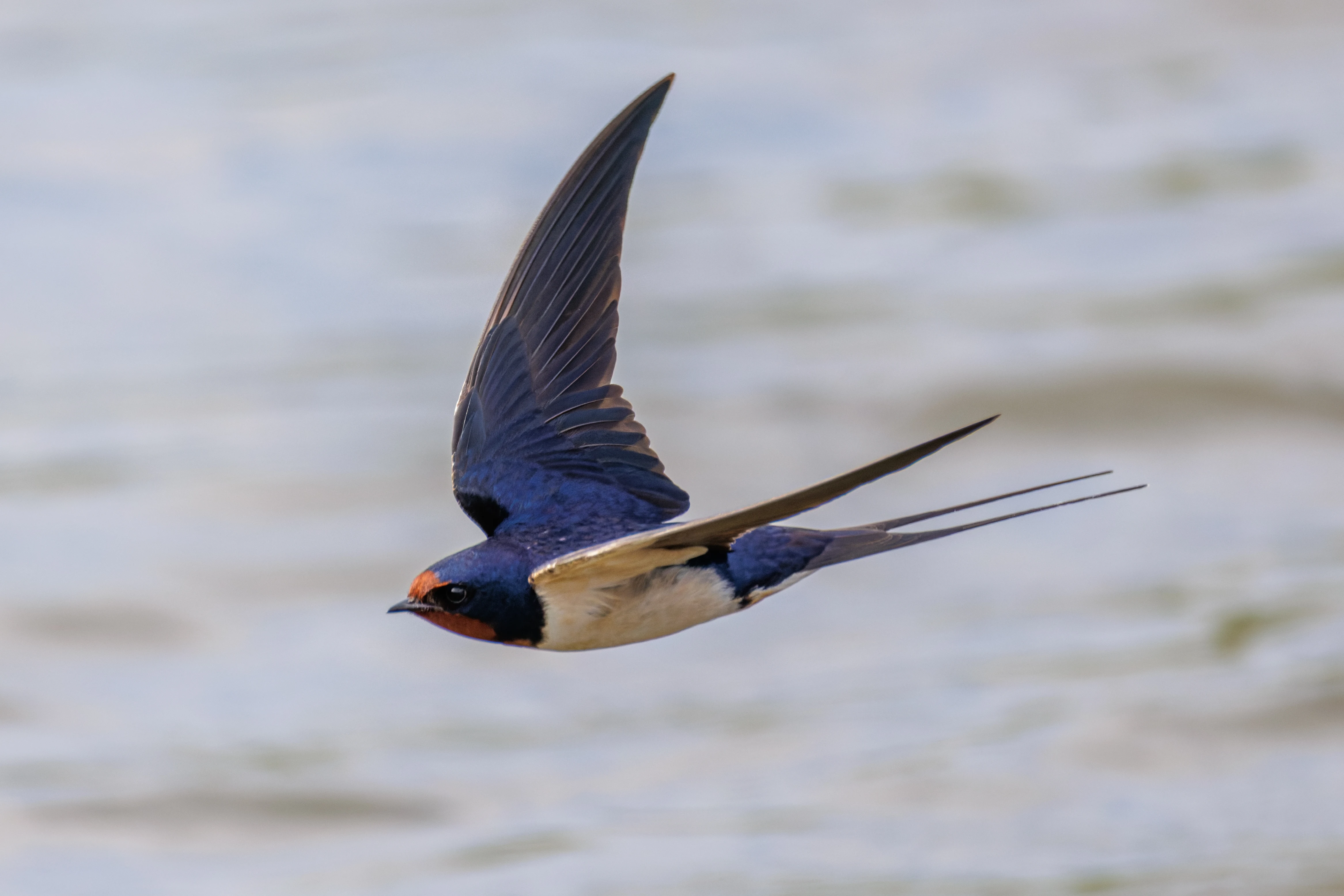 Barn Swallow, Danube Delta, Romania — photo by Orlando Prugel-Bennett