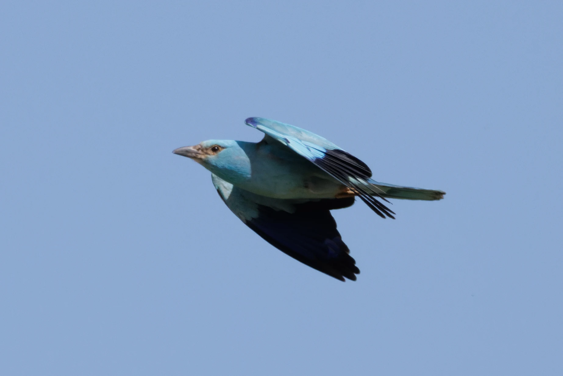 European Roller in flight, Romanian Steppe, Romania — photo by Orlando Prugel-Bennett