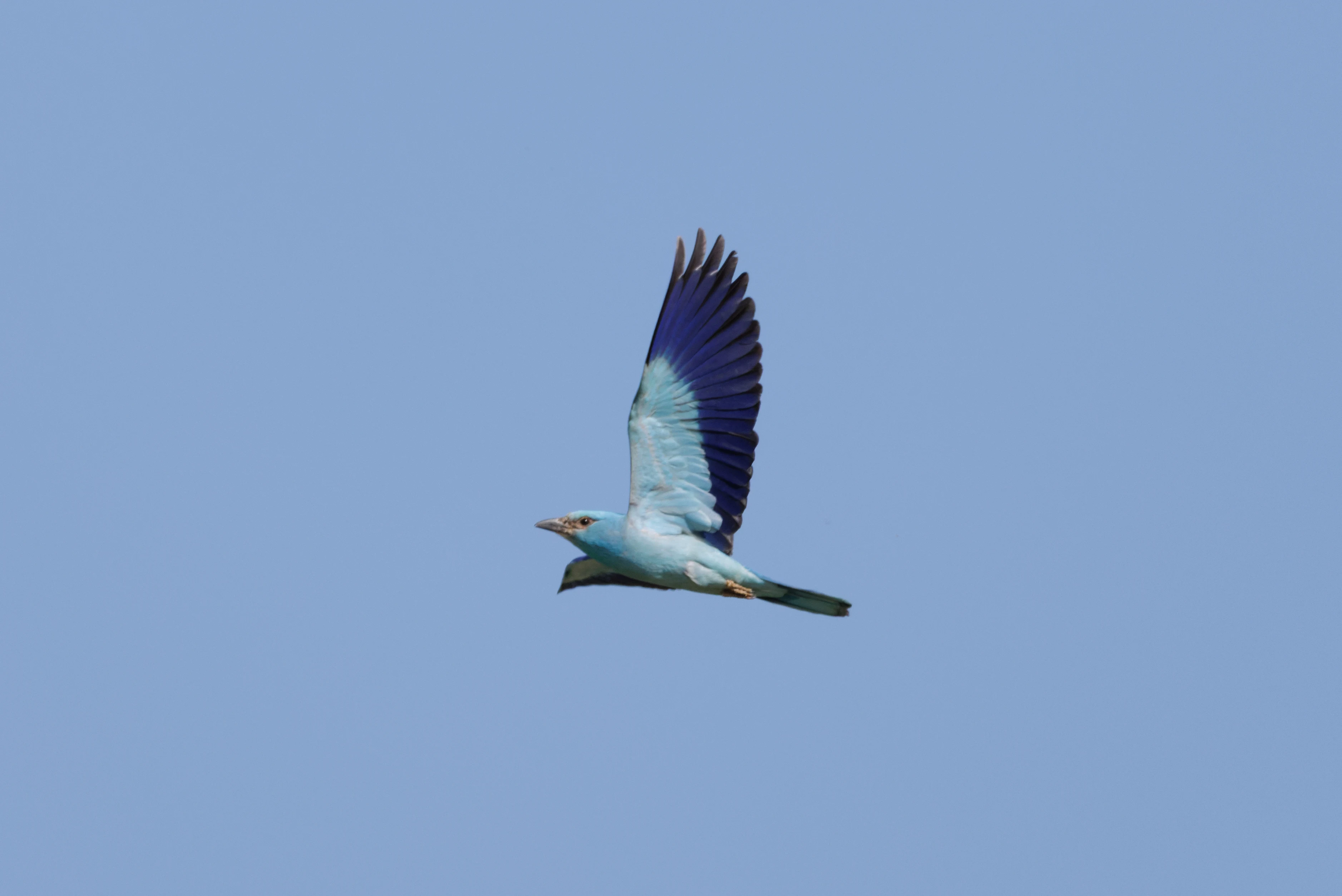 European Roller, Romanian Steppe, Romania — photo by Orlando Prugel-Bennett