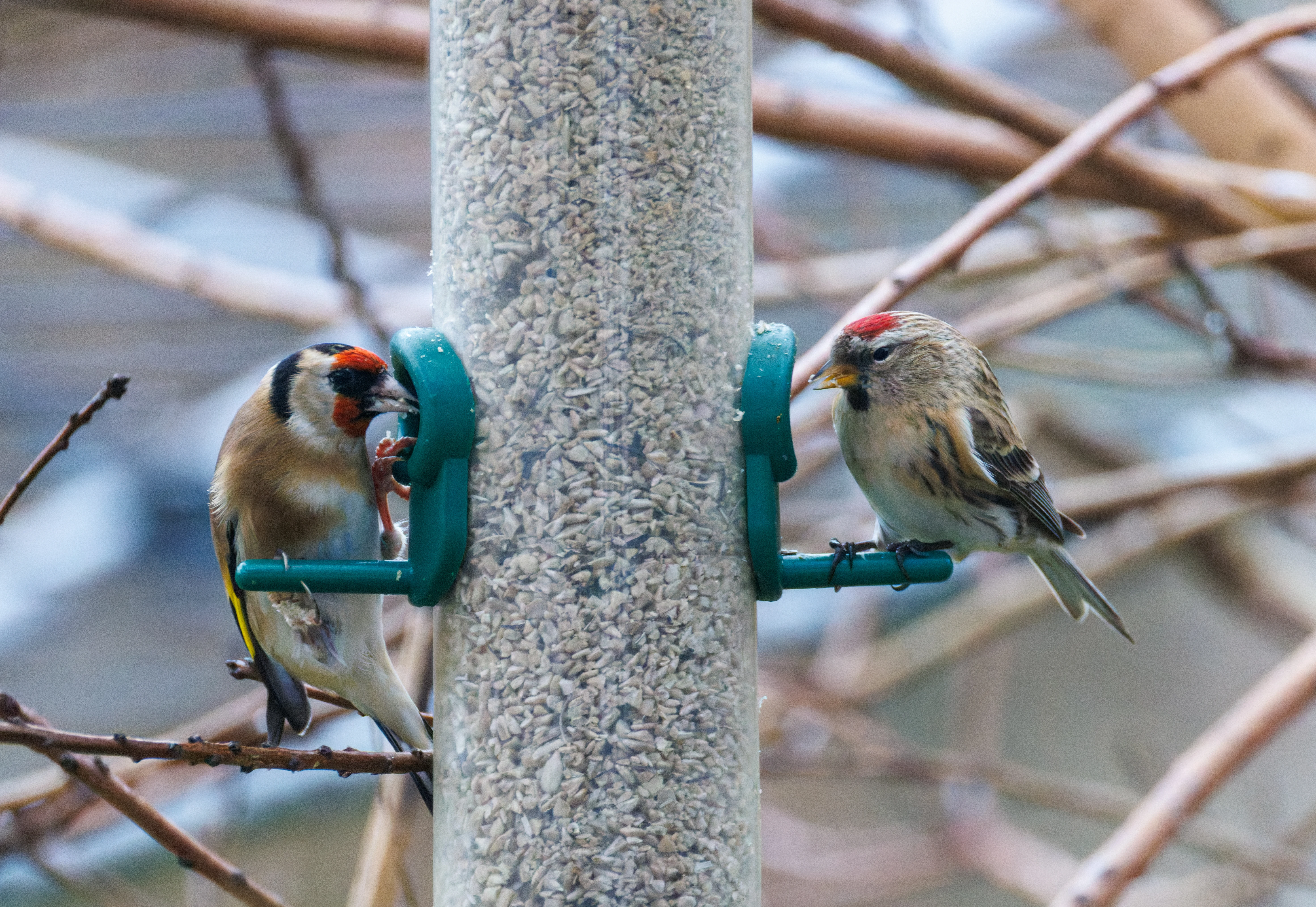 European Goldfinch and Lesser Redpoll, Eling, Hampshire, UK — photo by Orlando Prugel-Bennett