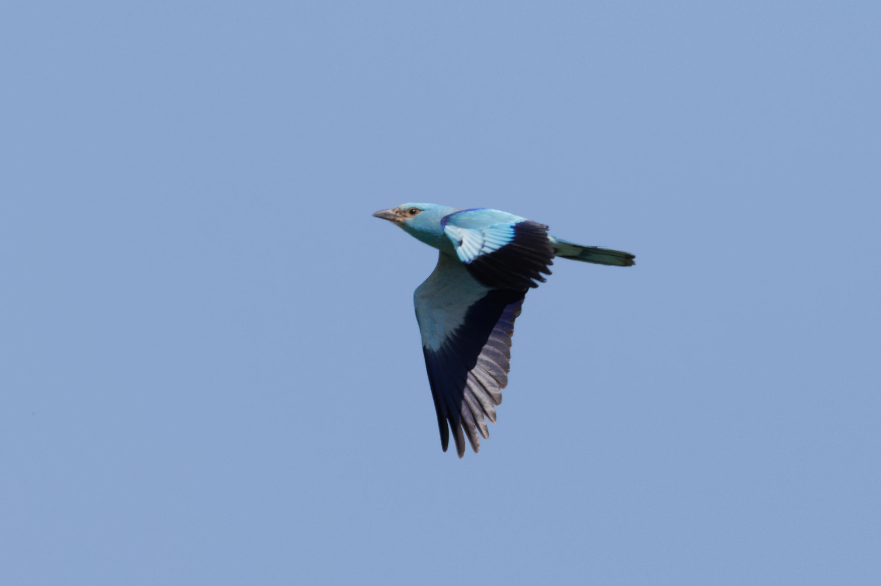 European Roller in flight, Romanian Steppe, Romania — photo by Orlando Prugel-Bennett
