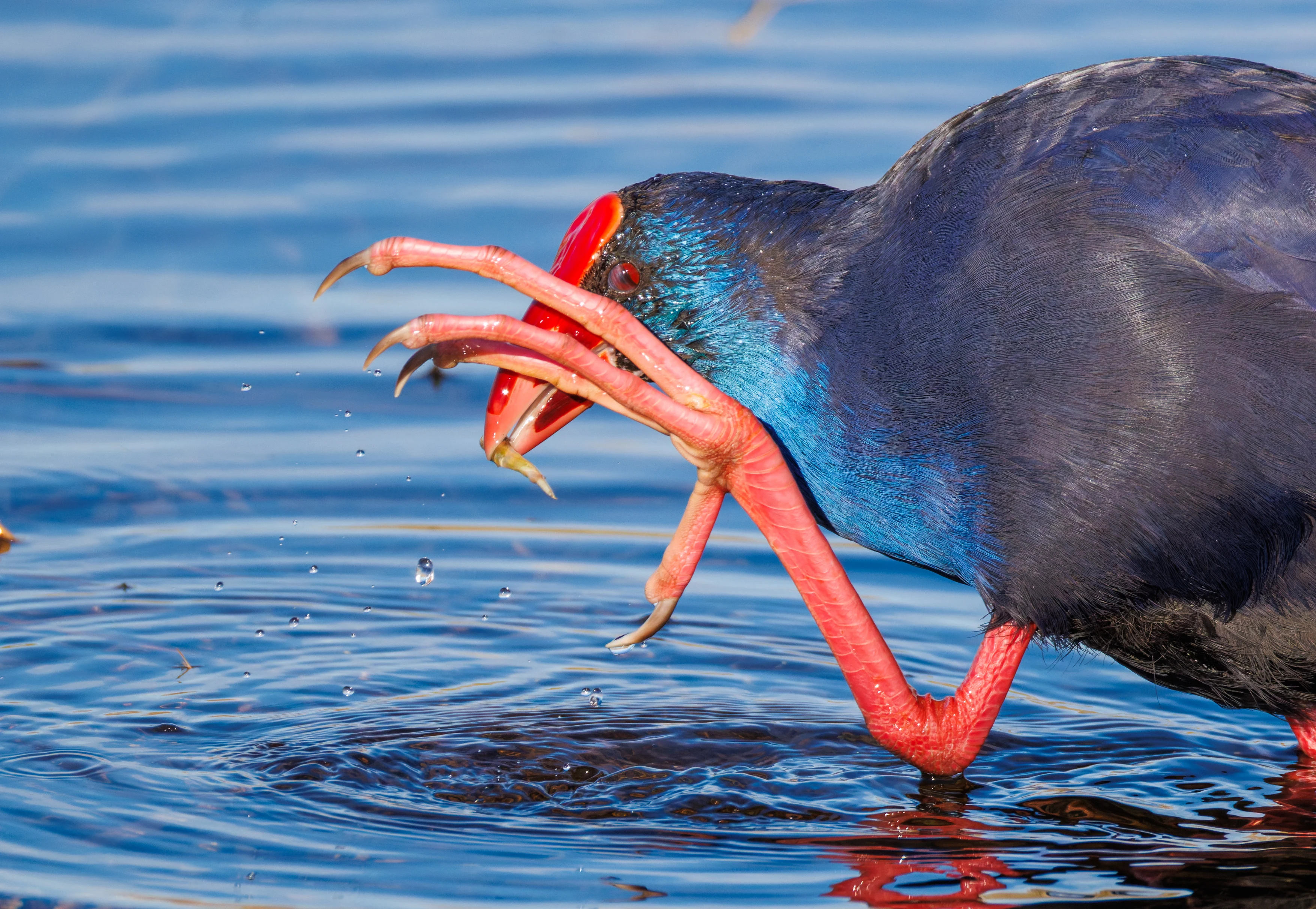 Western Swamphen, El Hondo, Alicante, Spain — photo by Orlando Prugel-Bennett