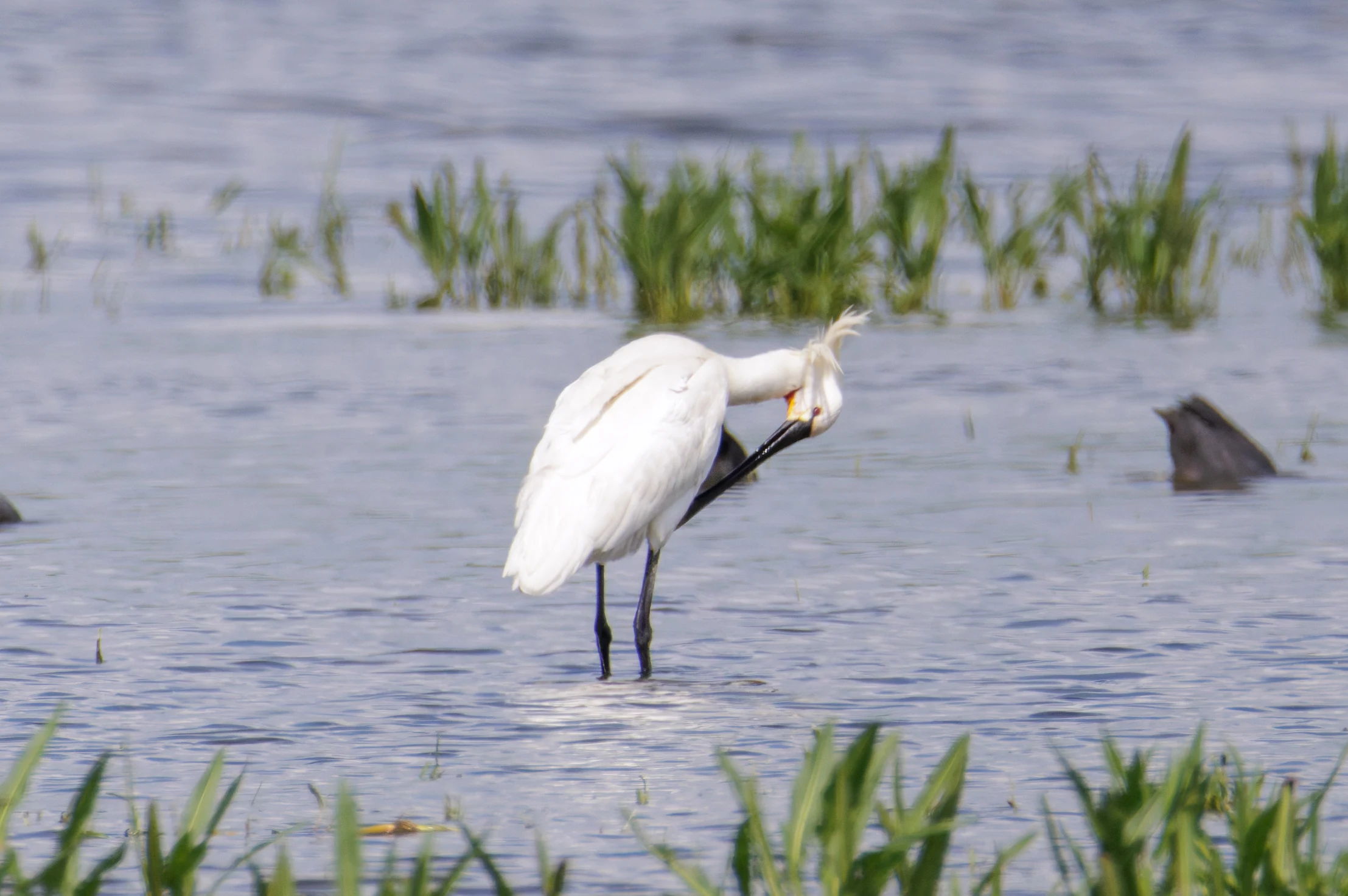 Spoonbill, Romania — photo by Orlando Prugel-Bennett