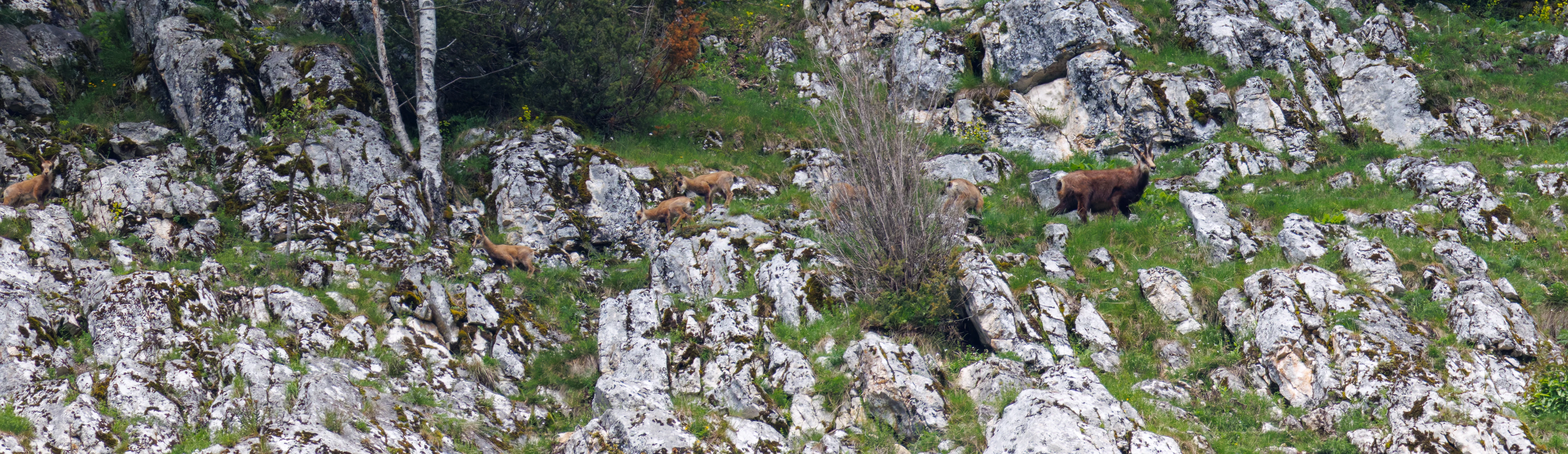 Chamois, Transylvania, Romania — photo by Orlando Prugel-Bennett