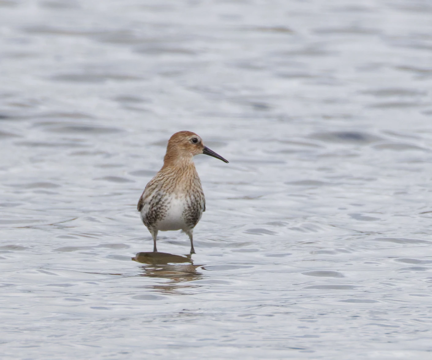 Dunlin, Lymington, Hampshire, UK — photo by Orlando Prugel-Bennett
