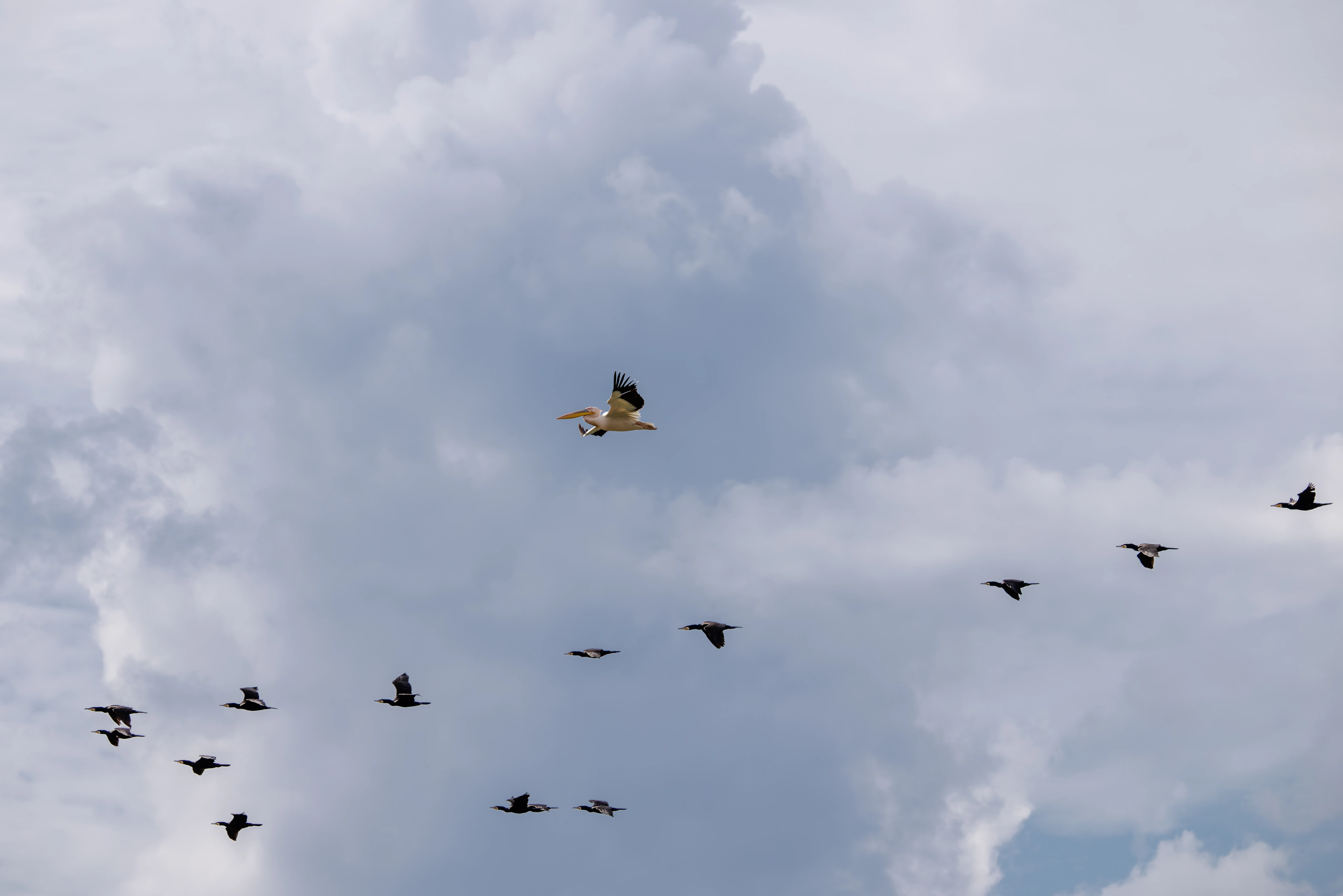 Dalmatian Pelican and Cormorants in flight, Danube Delta, Romania — photo by Orlando Prugel-Bennett