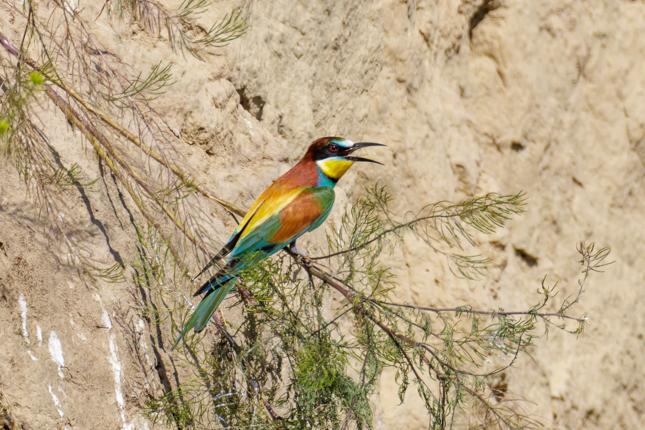 European Bee-eater, Romanian Steppe, Romania — photo by Orlando Prugel-Bennett