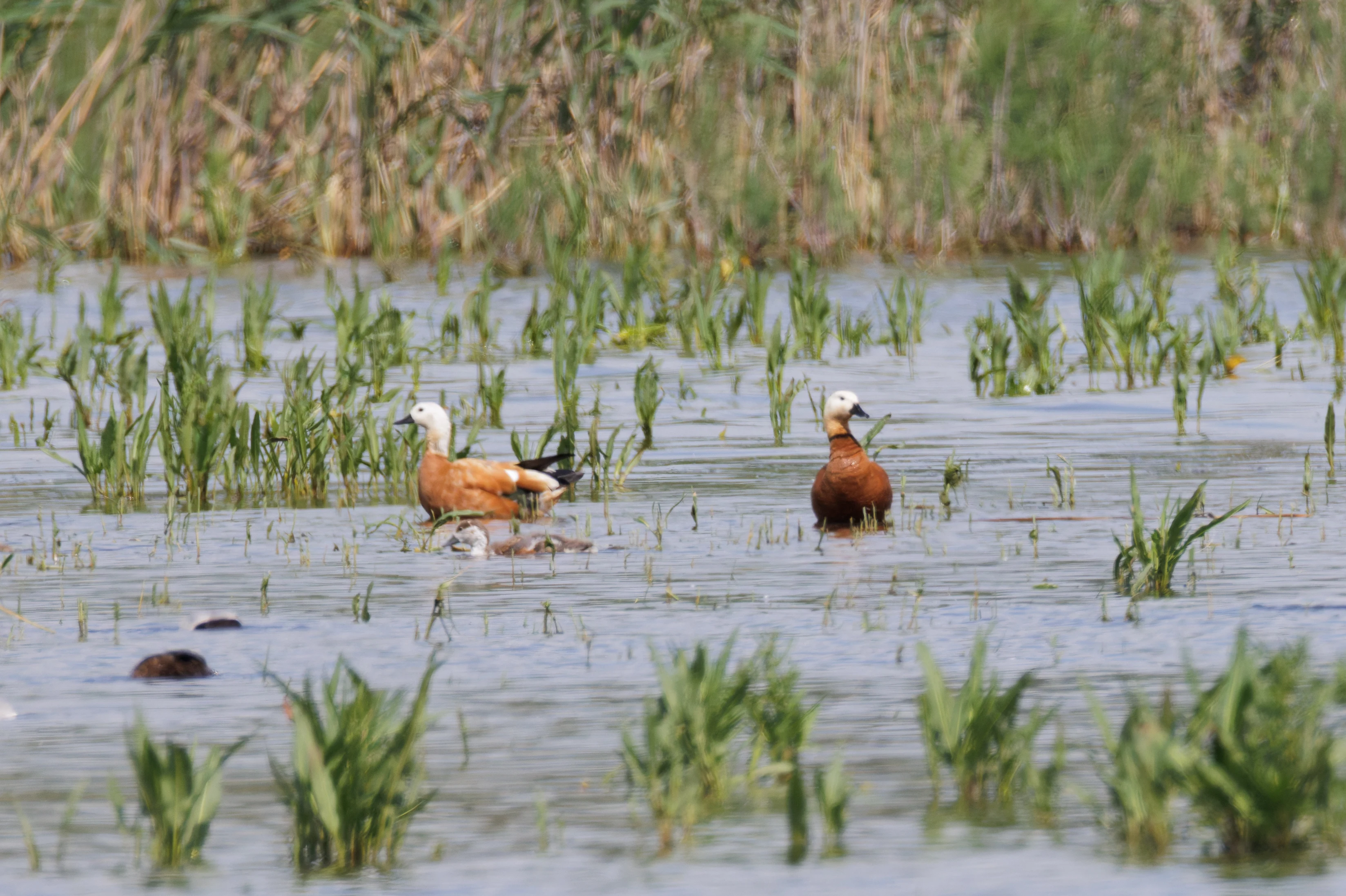 Ruddy Shelduck, Romania — photo by Orlando Prugel-Bennett