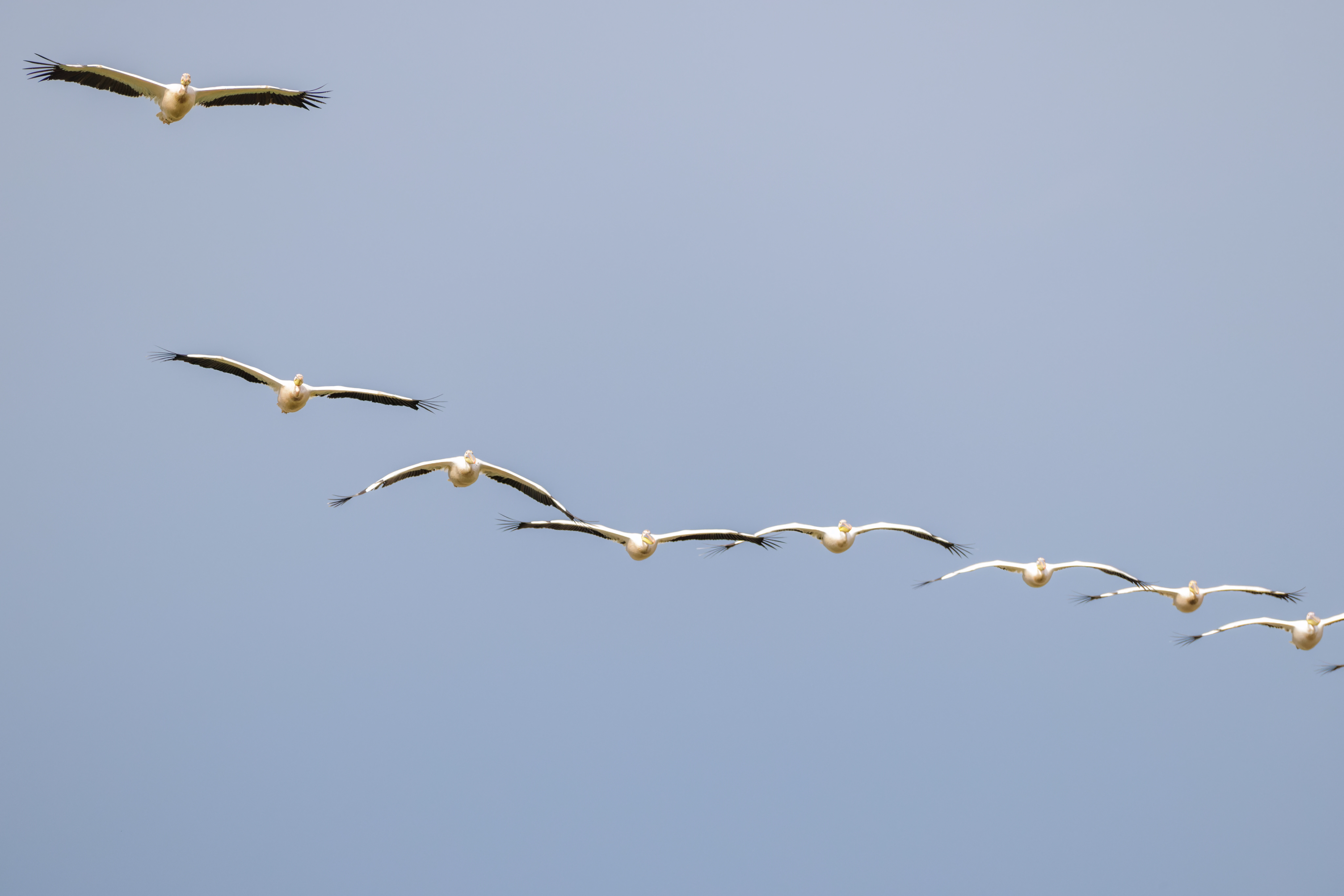 Dalmatian Pelicans in flight, Danube Delta, Romania — photo by Orlando Prugel-Bennett