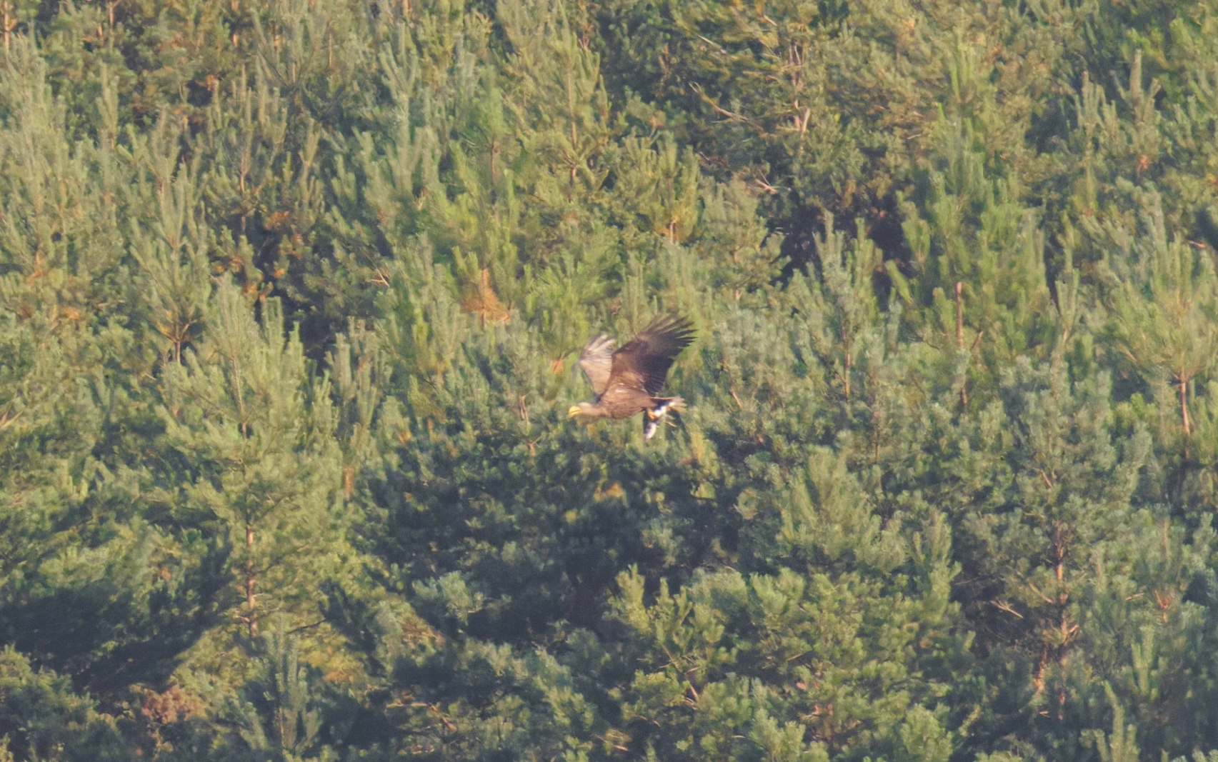 White-tailed Eagle with young Shelduck, Poole Harbour, Poole, Dorset, UK — photo by Orlando Prugel-Bennett