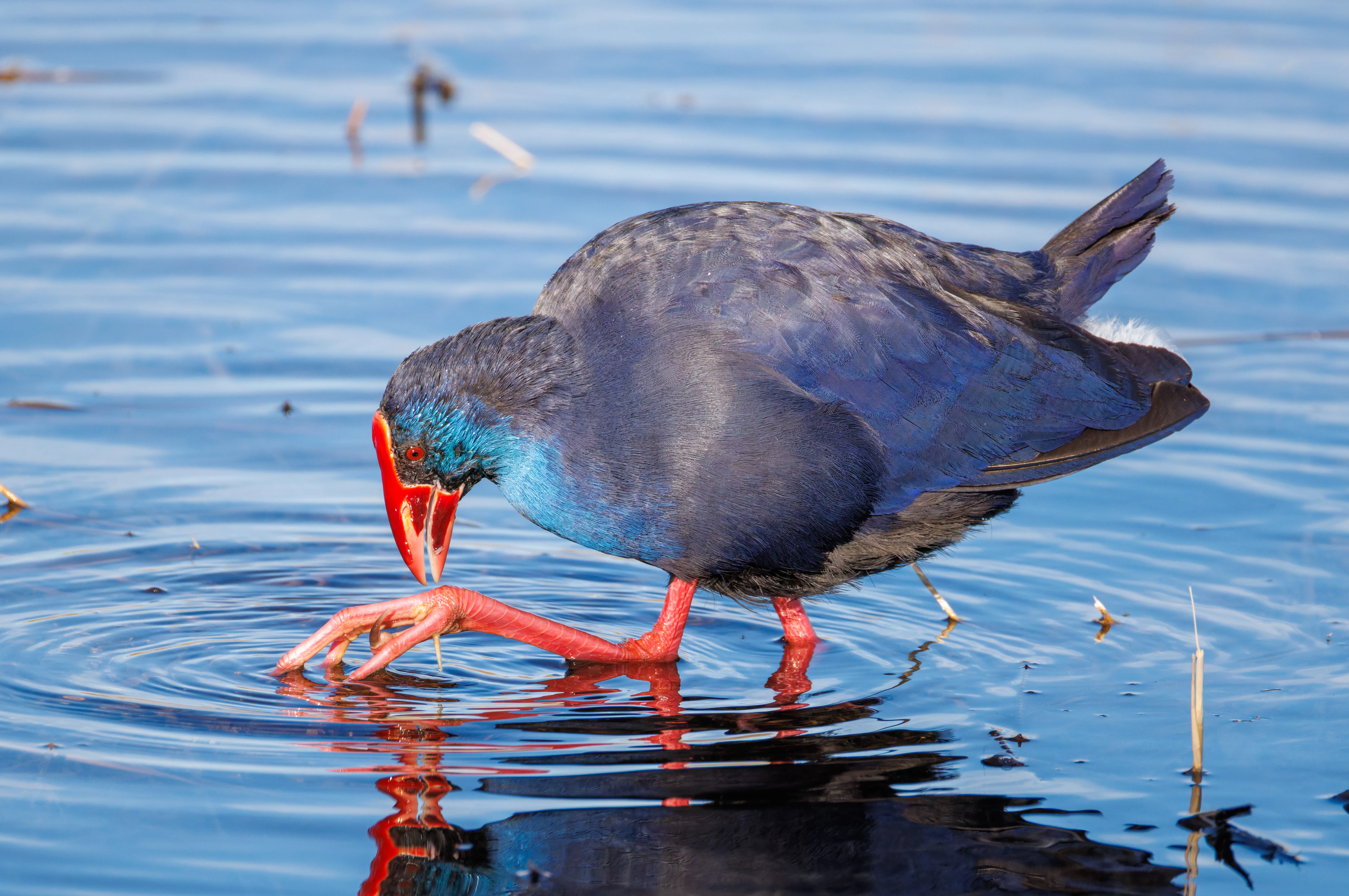 Western Swamphen, El Hondo, Alicante, Spain — photo by Orlando Prugel-Bennett