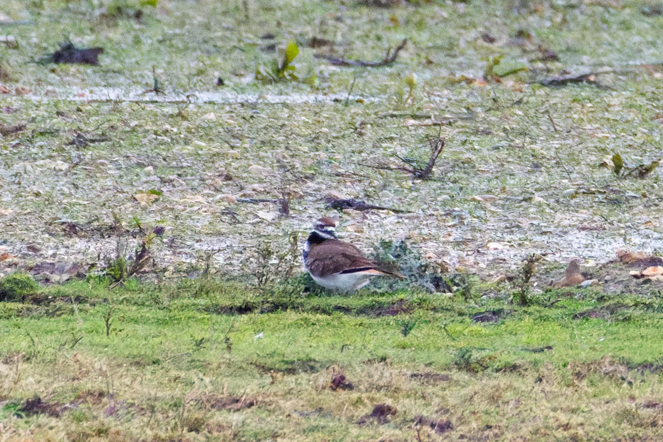 Killdeer, Ringwood, Hampshire, UK — photo by Orlando Prugel-Bennett