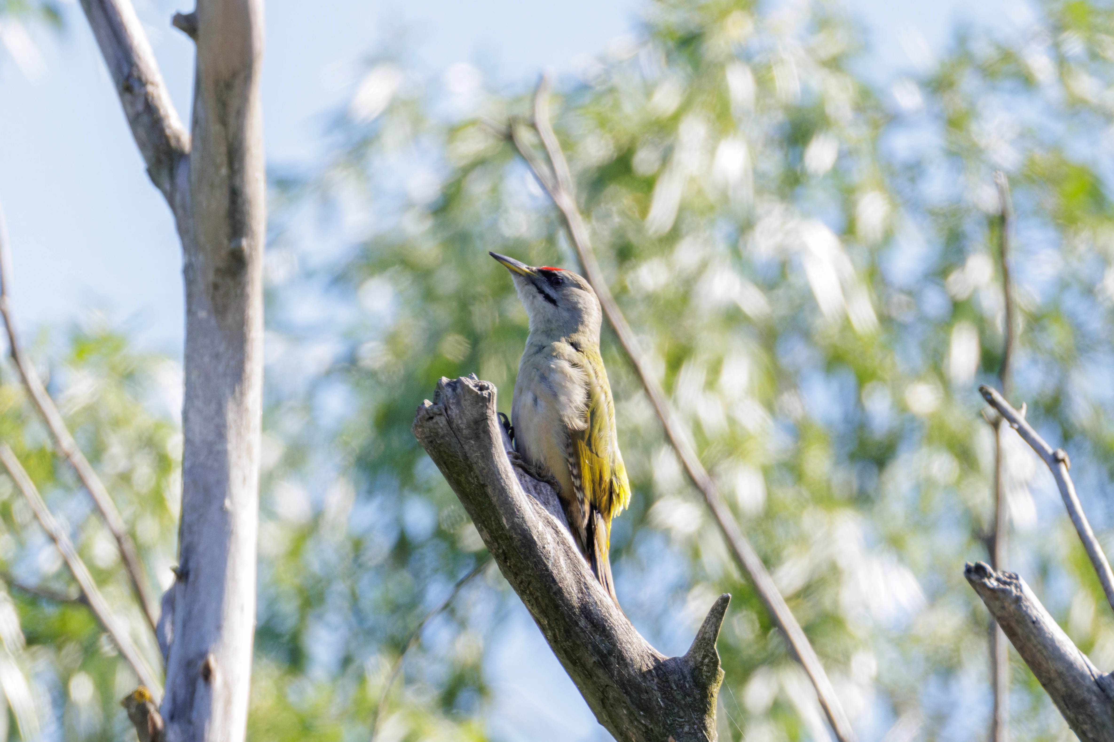 Grey-headed Woodpecker, Danube Delta, Romania — photo by Orlando Prugel-Bennett