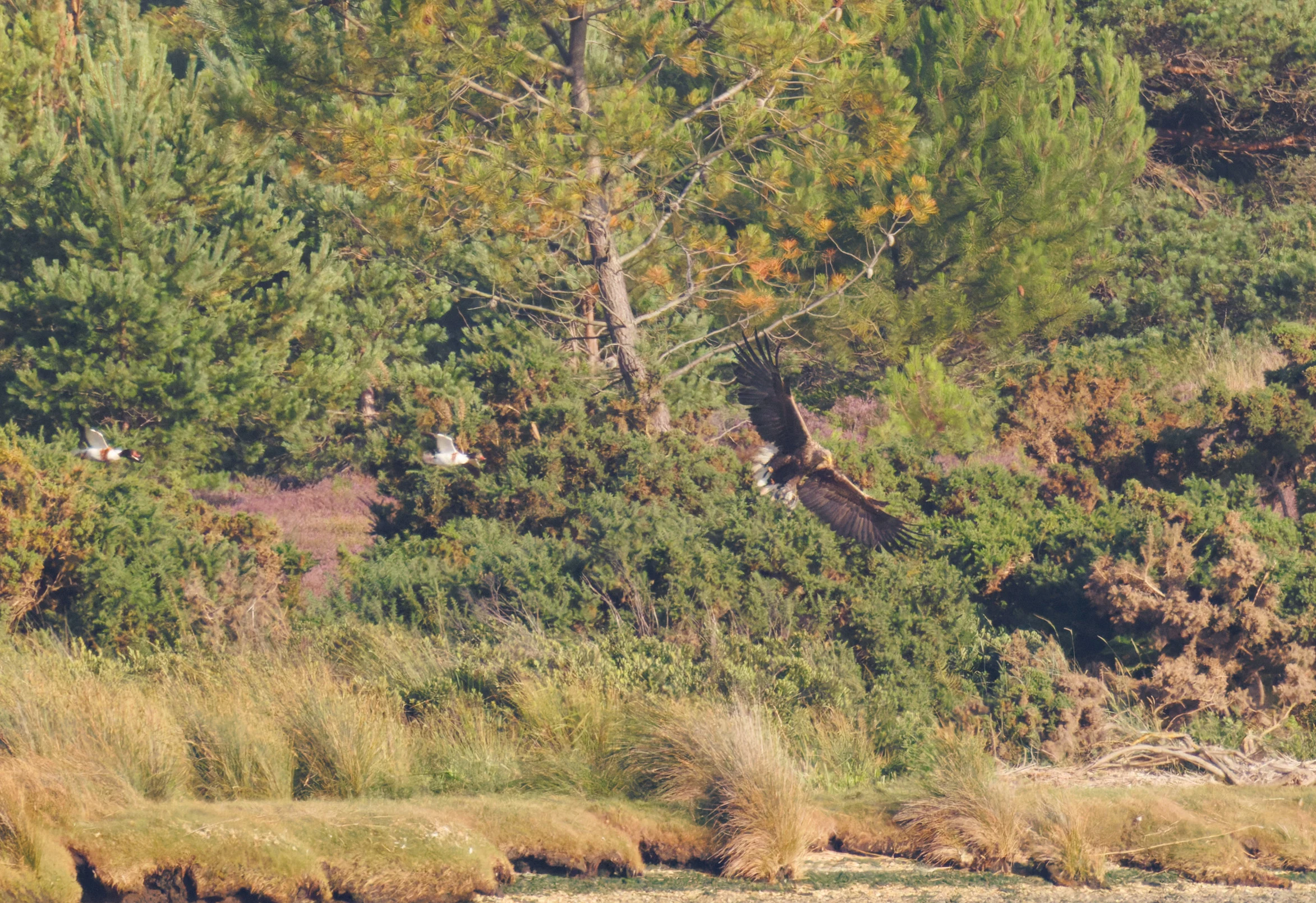 White-tailed Eagle and Shelduck in flight, Poole Harbour, Poole, Dorset, UK — photo by Orlando Prugel-Bennett